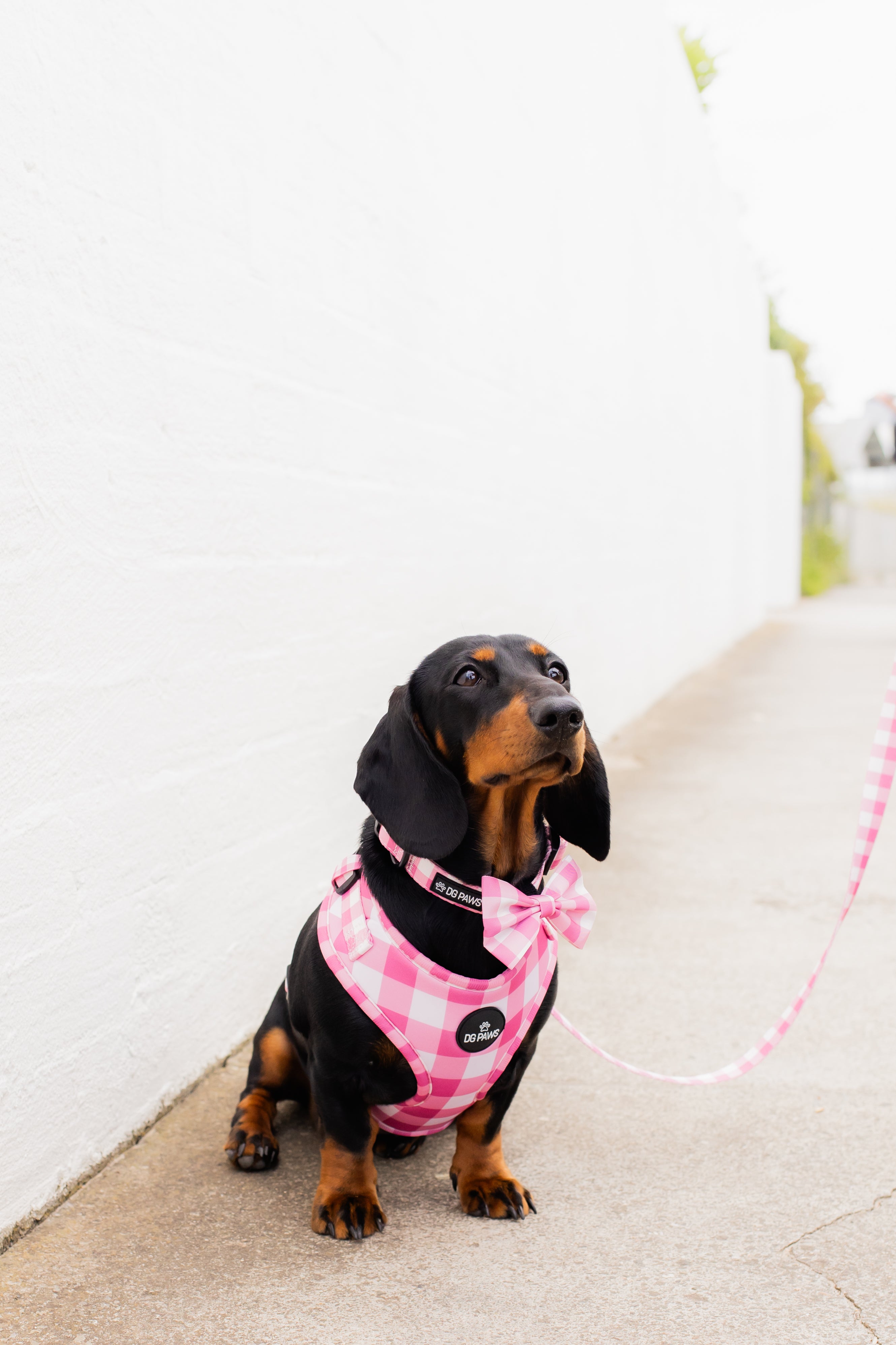 Bubblegum Dog Collar