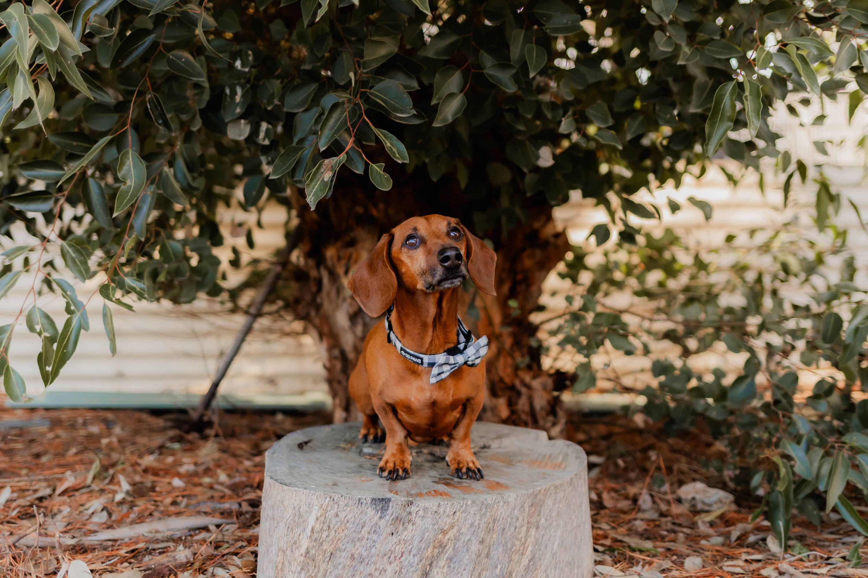 Black and White Gingham Bow Tie
