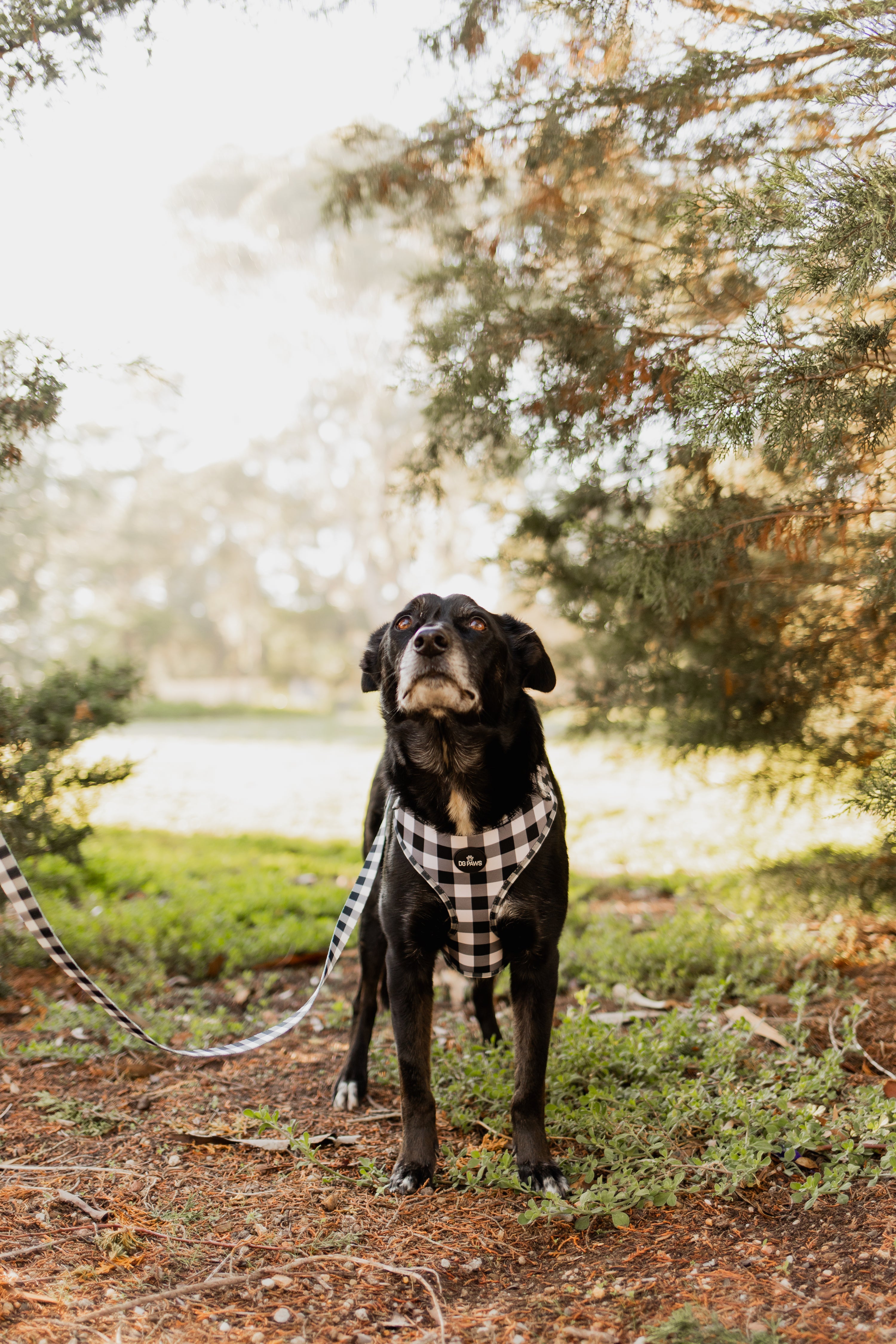Black & White Gingham Dog Lead