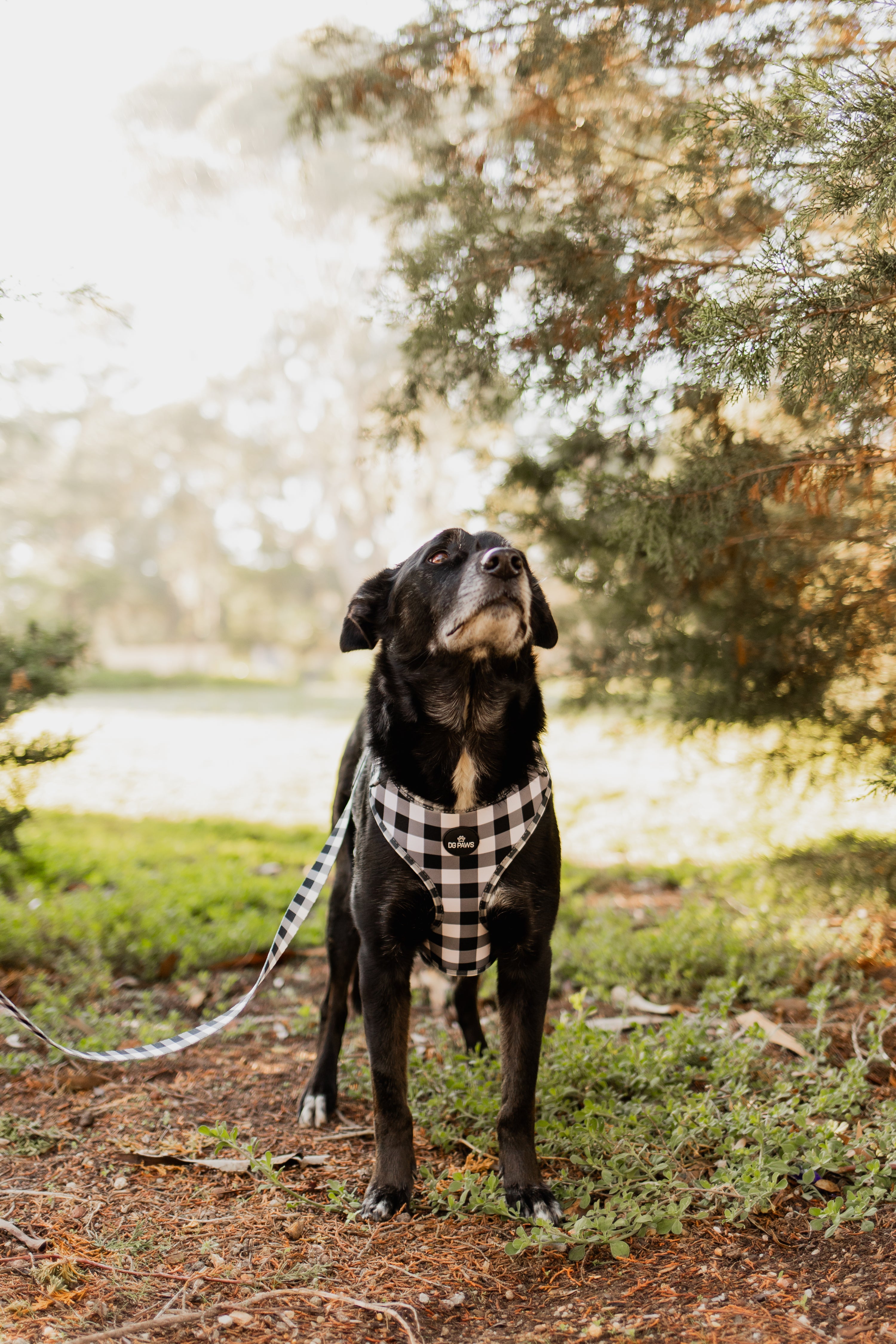 Black & White Gingham Dog Harness