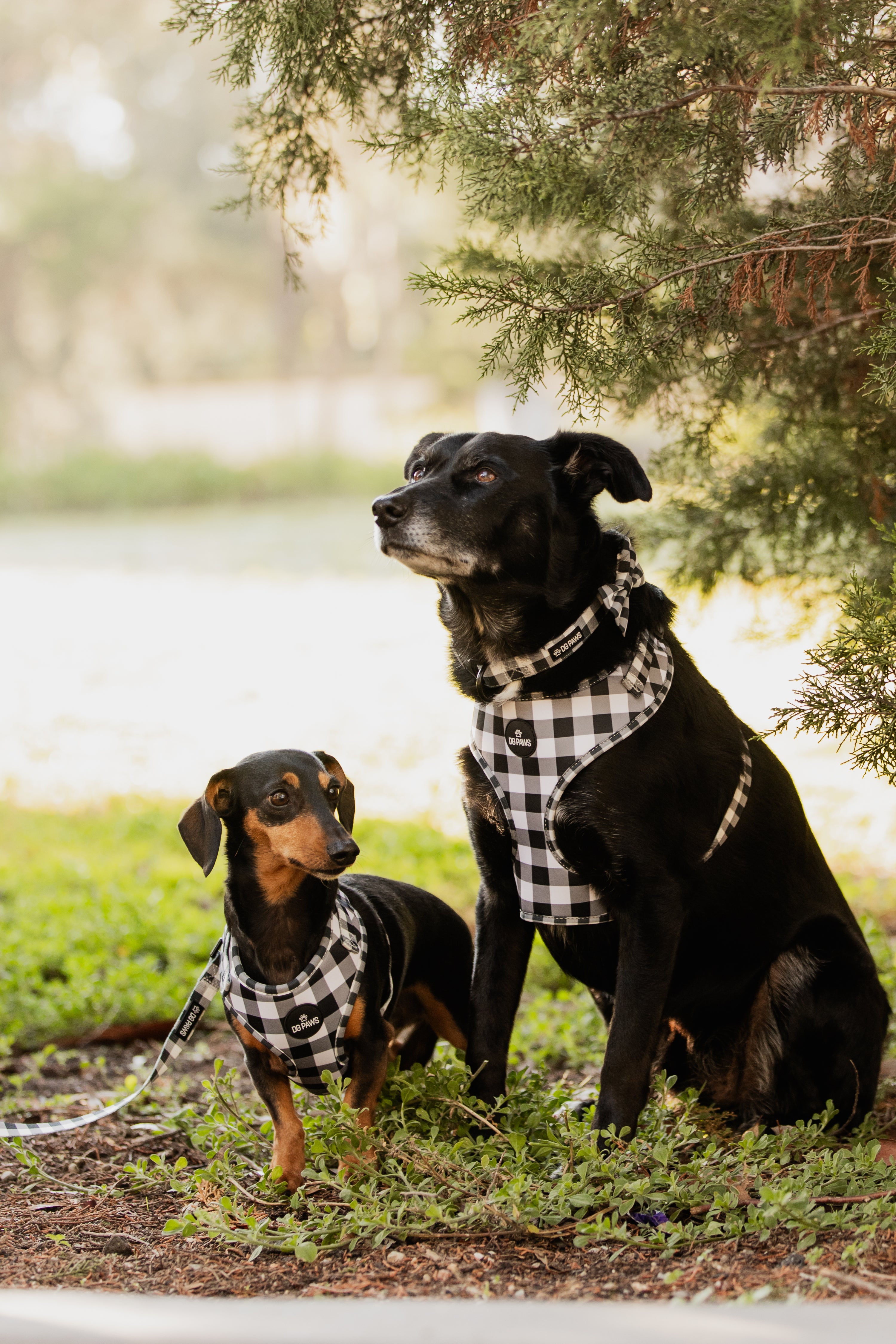 Black & White Gingham Dog Harness