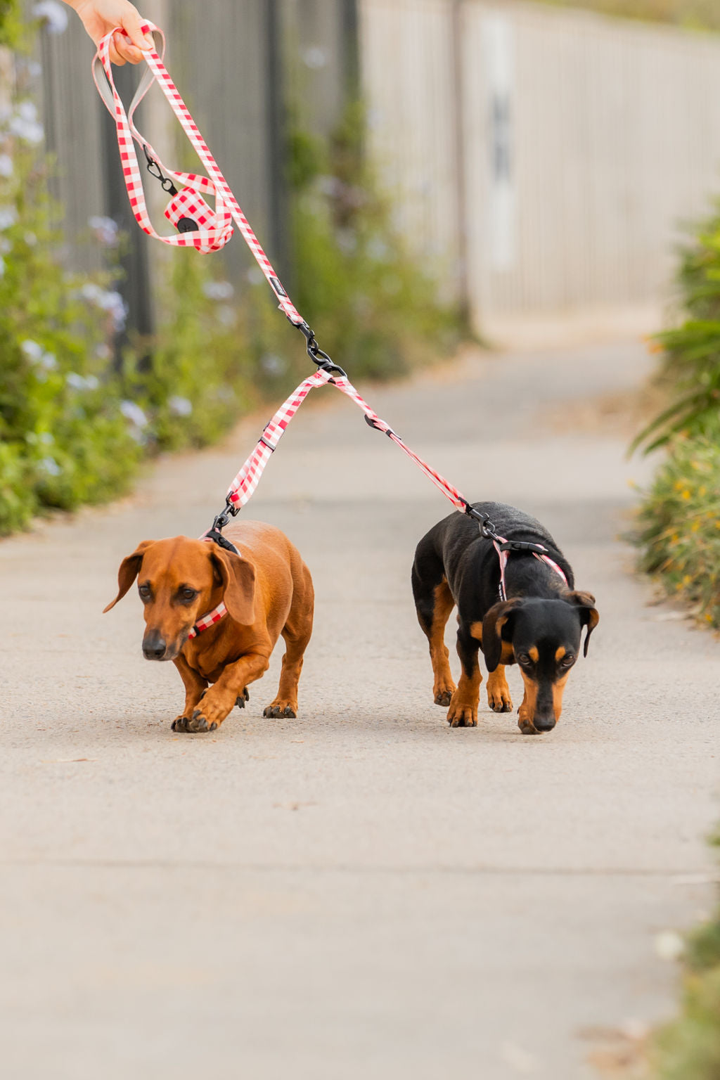 Luna Dog Leash Splitter