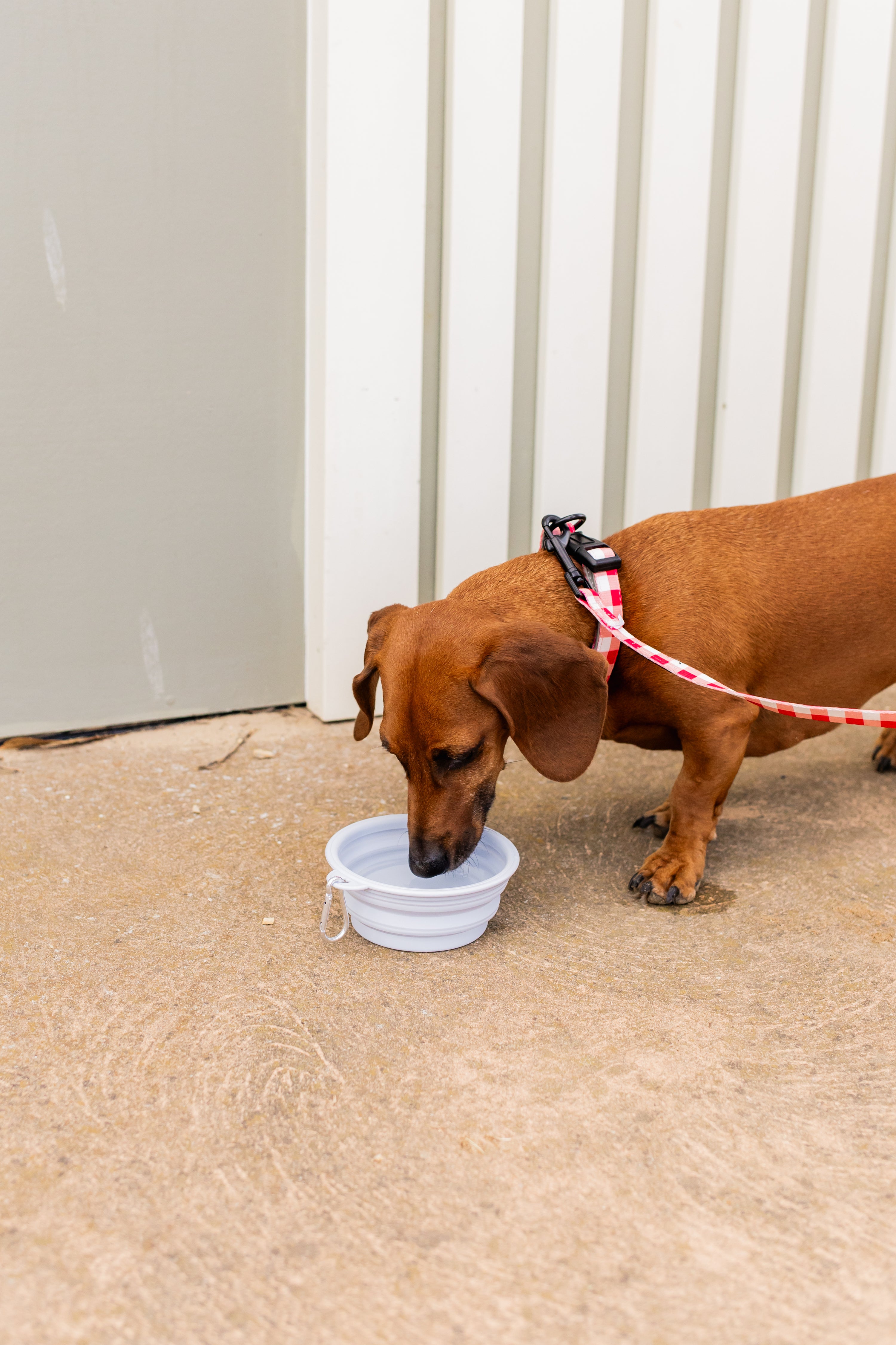 Collapsible Pet Water Bowl