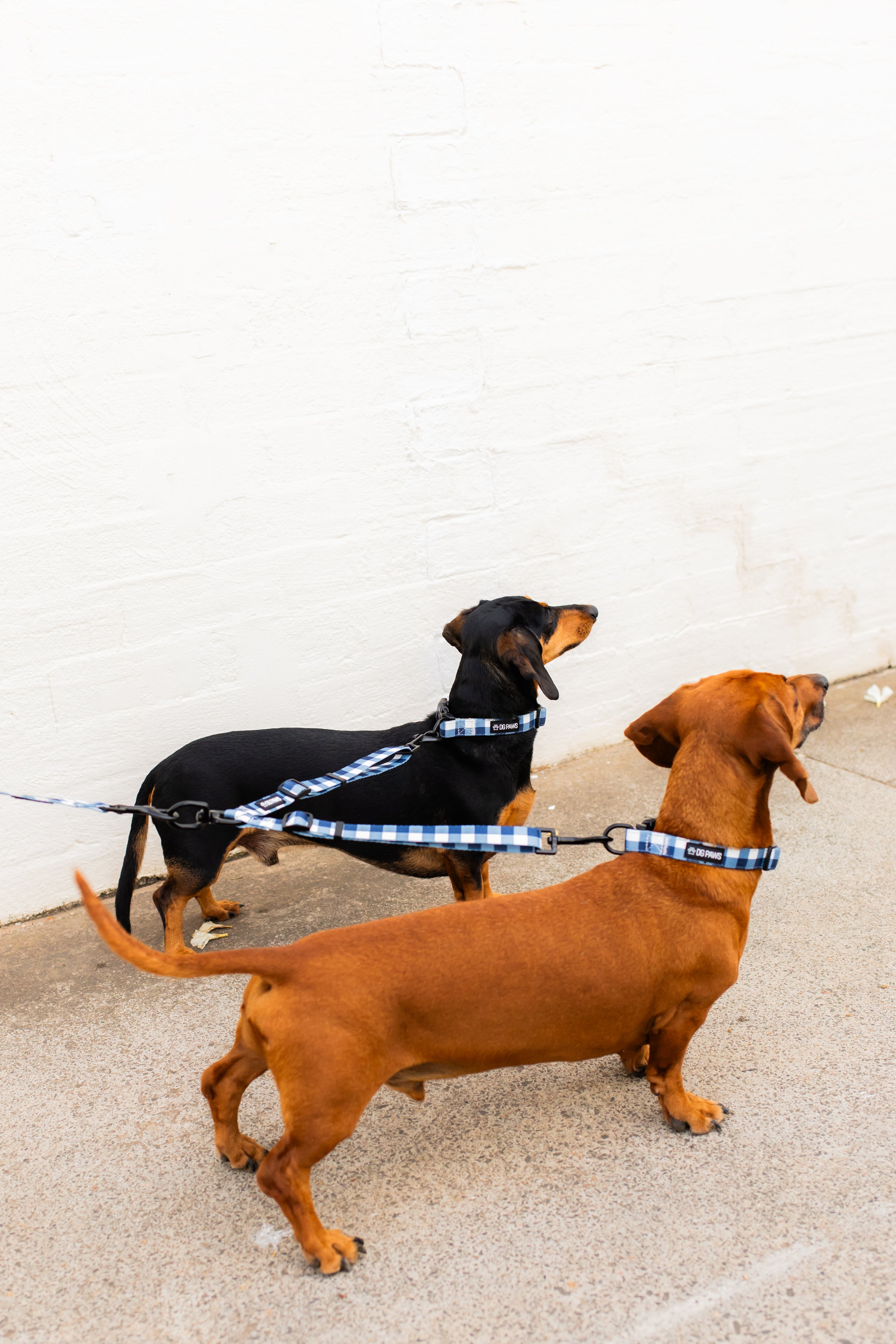 Captain Dog Leash Splitter