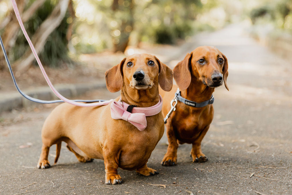 Pink Velvet Bow Tie