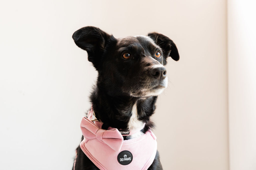 Pink Velvet Bow Tie