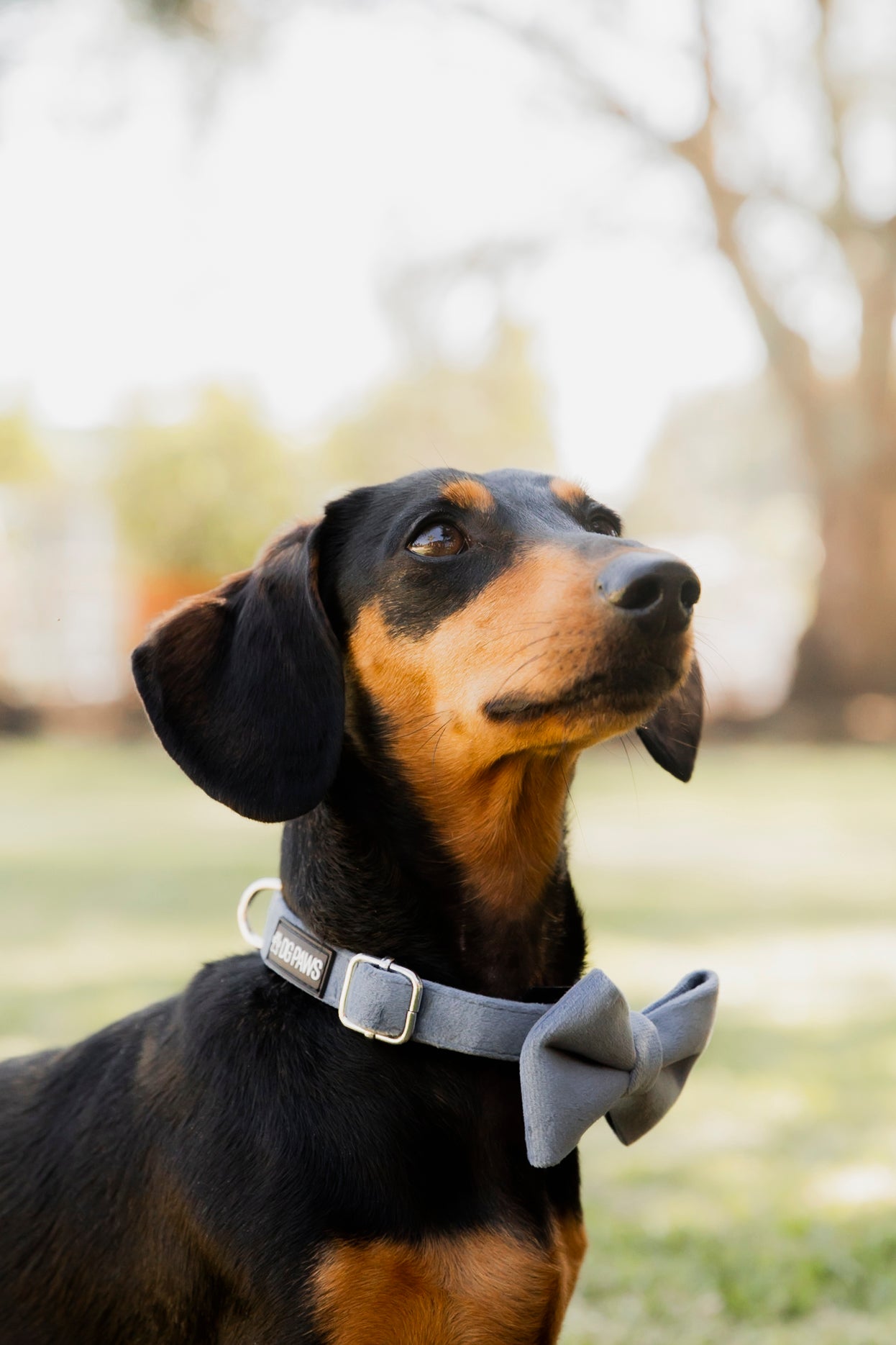 Blue Velvet Dog Collar