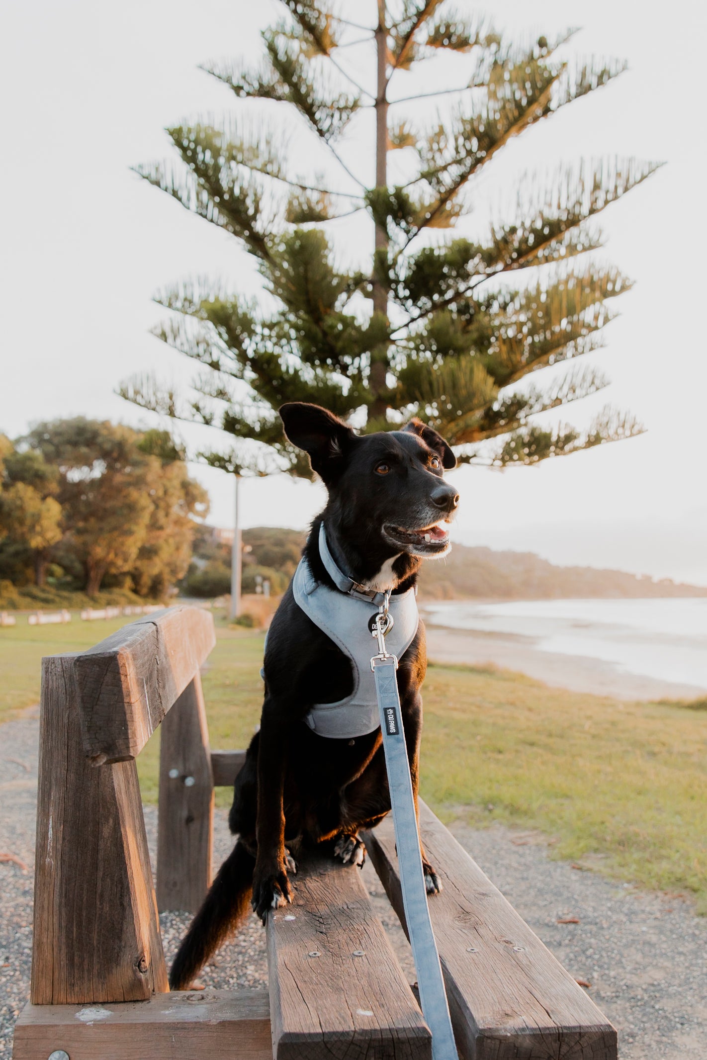 Blue Velvet Dog Lead