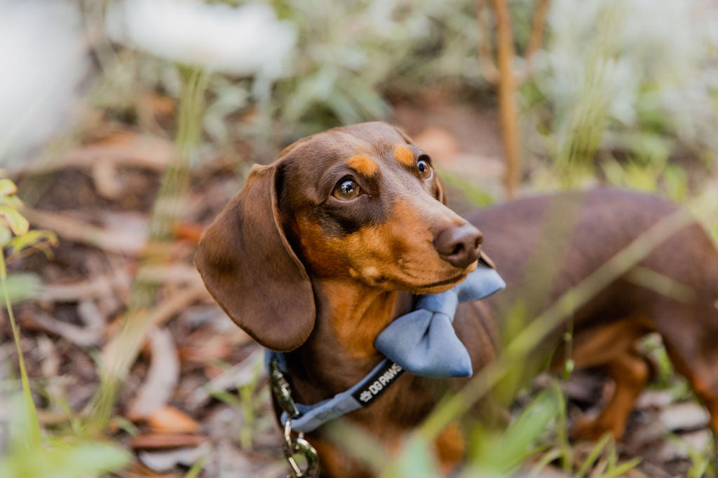 Blue Velvet Bow Tie