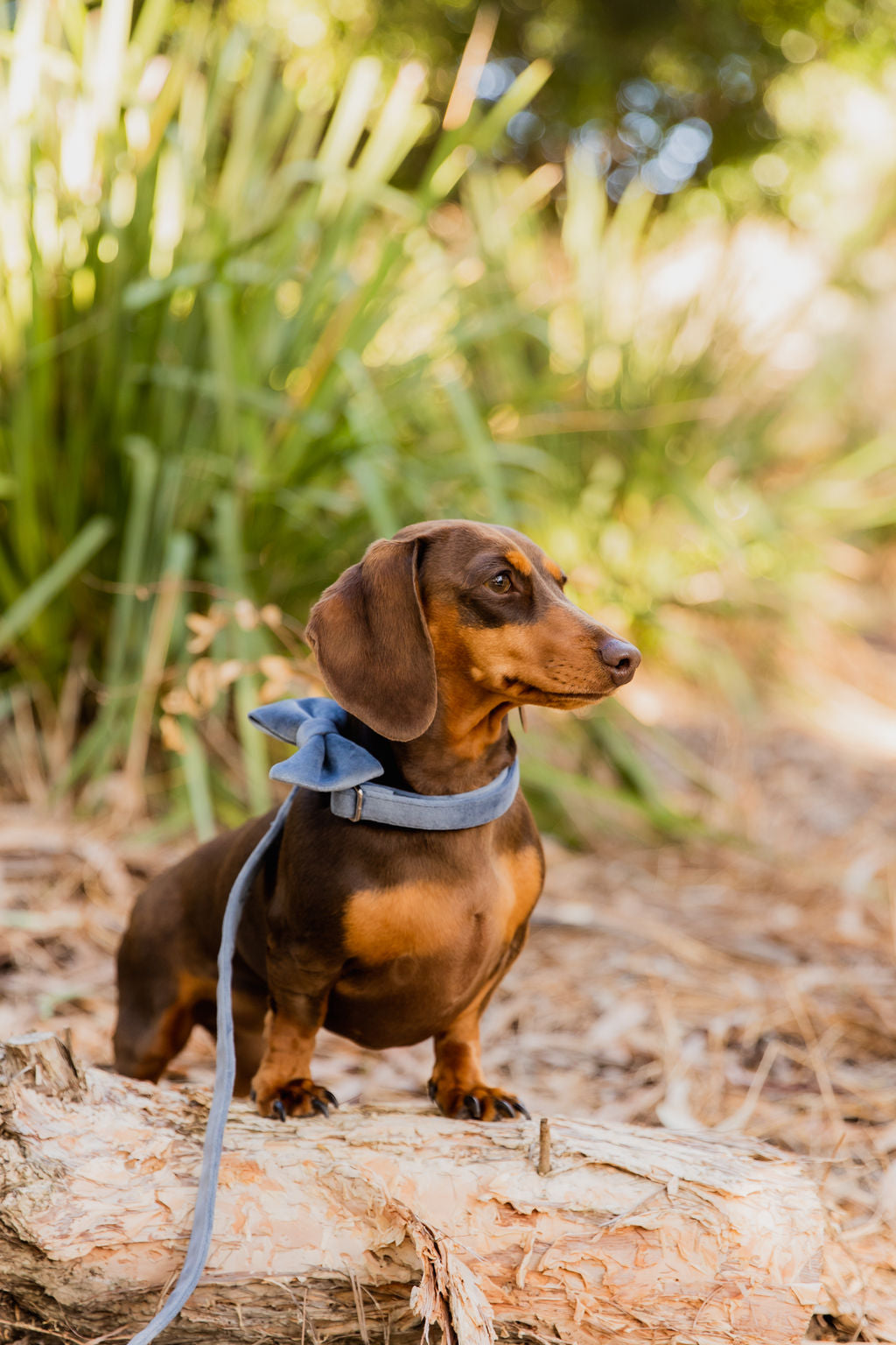 Blue Velvet Dog Collar