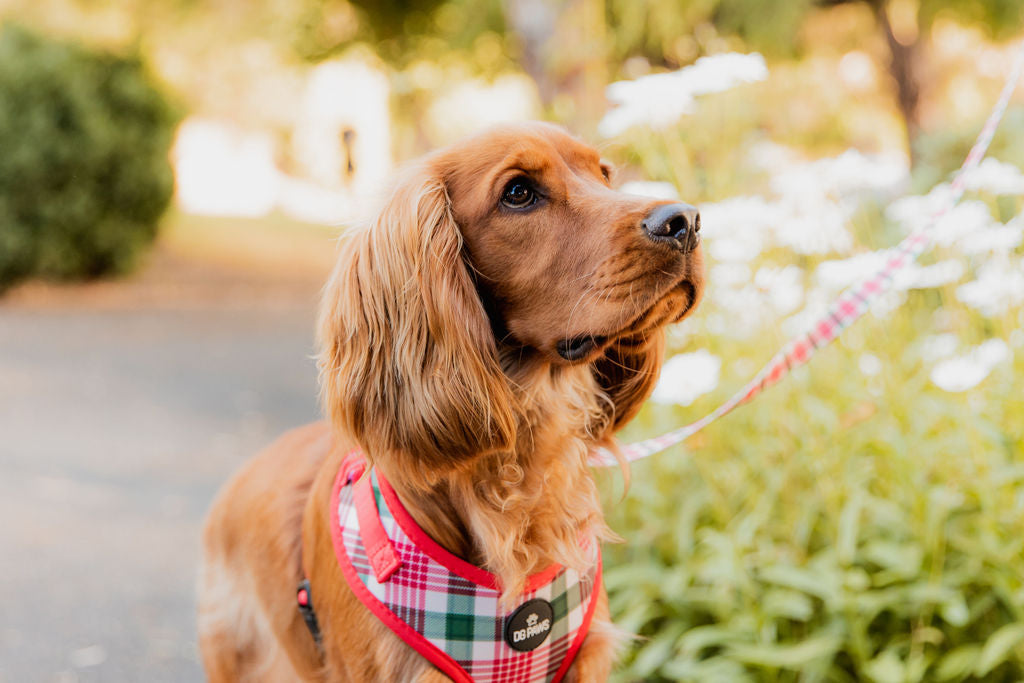 Red & Green Tartan Dog Harness