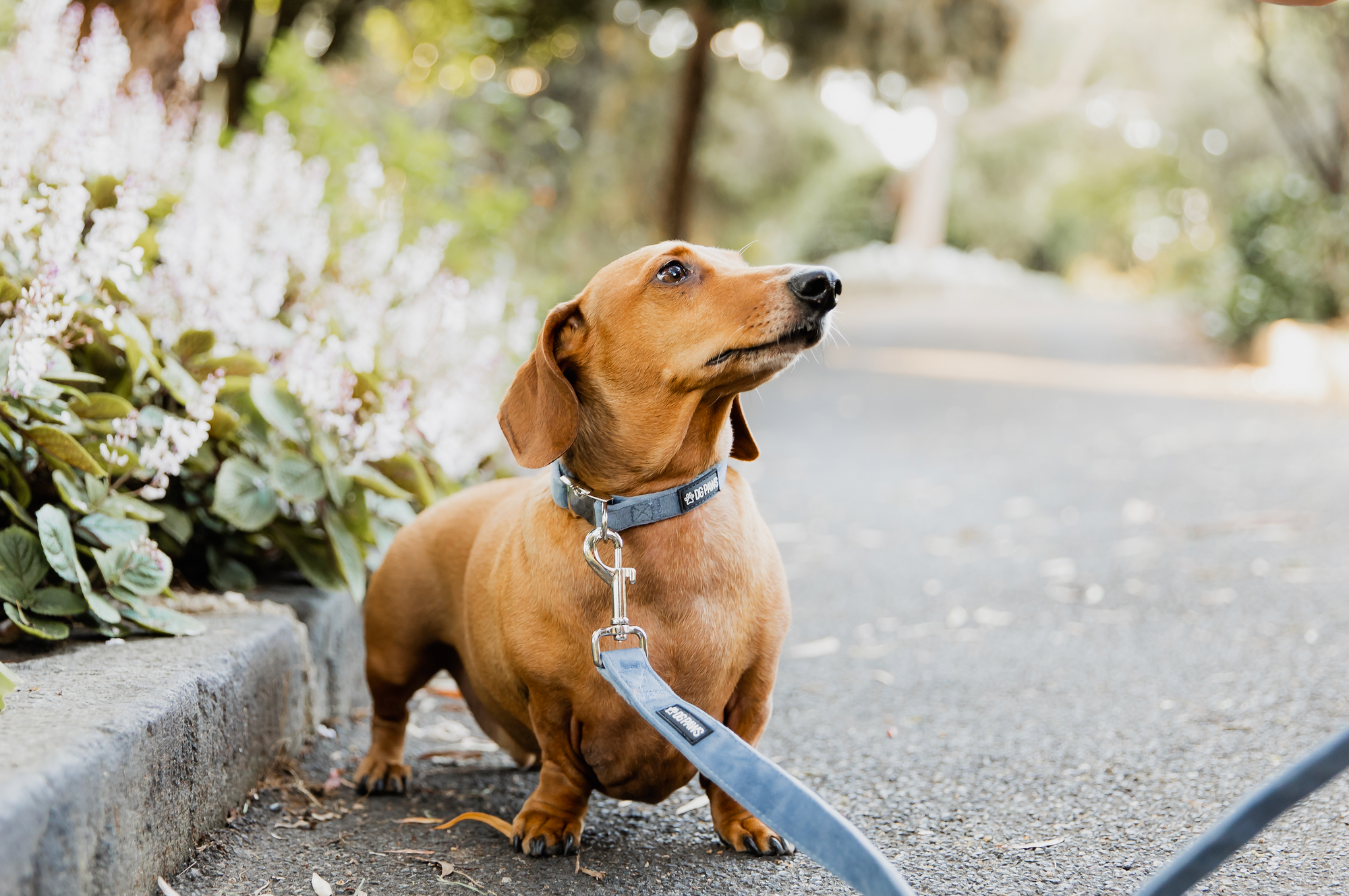Pamper Your Pup: The Ultimate Guide to Dog Beds & Comfort
