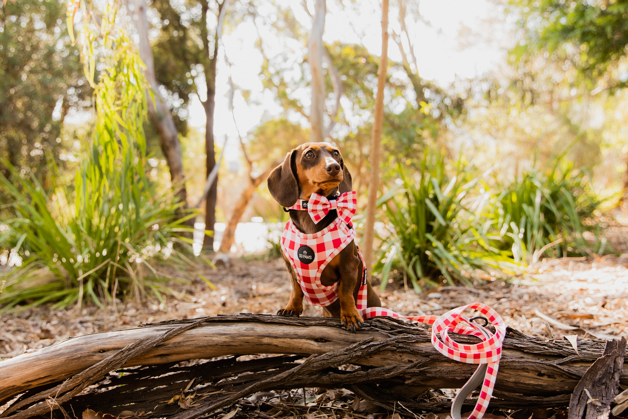 How to Choose the Perfect Harness for Your Pup