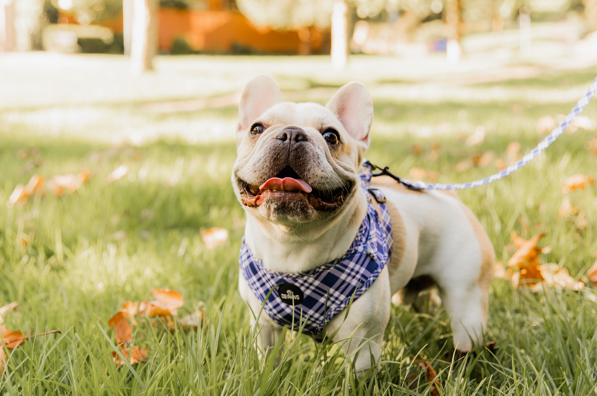 Why Every Dog Deserves the Perfect Day