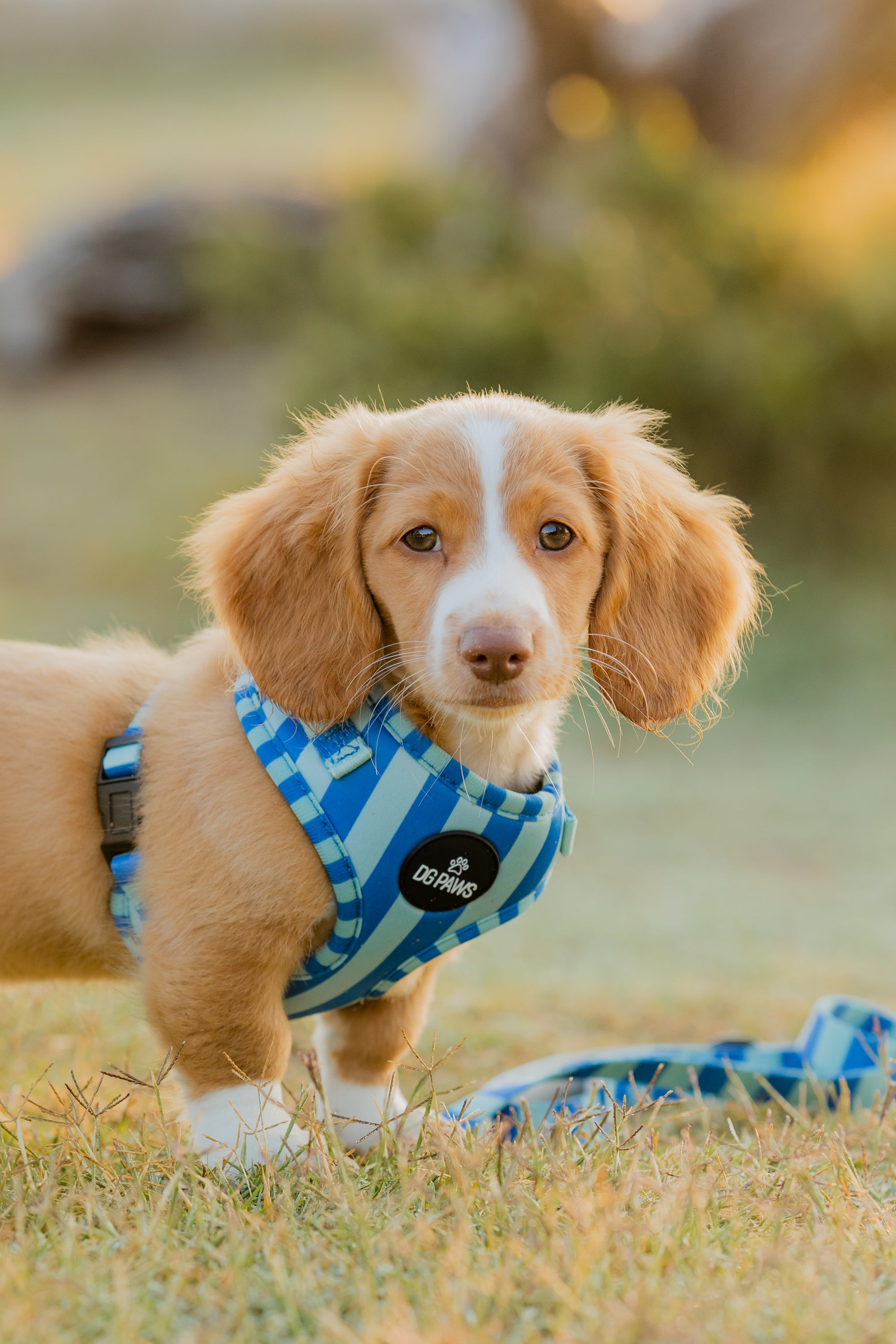 Coastal Stripe Adjustable Dog Harness