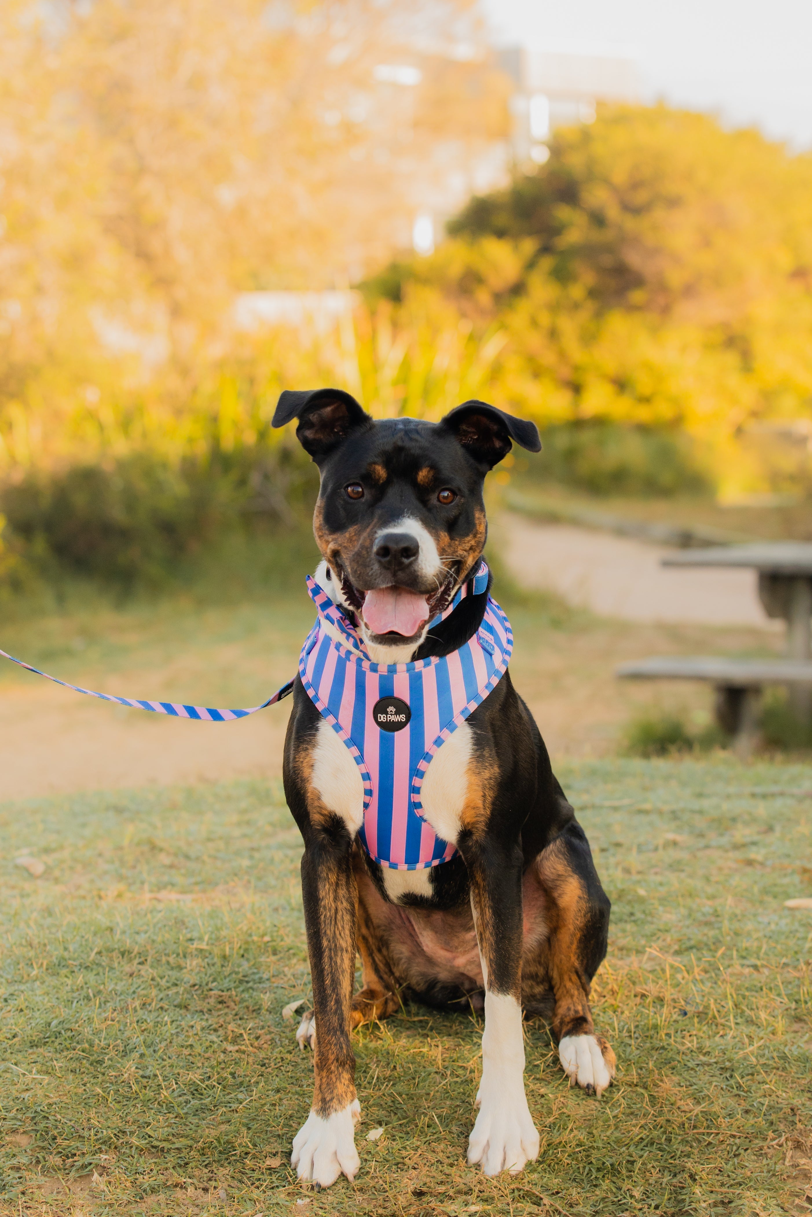 Candy Stripe Adjustable Dog Harness