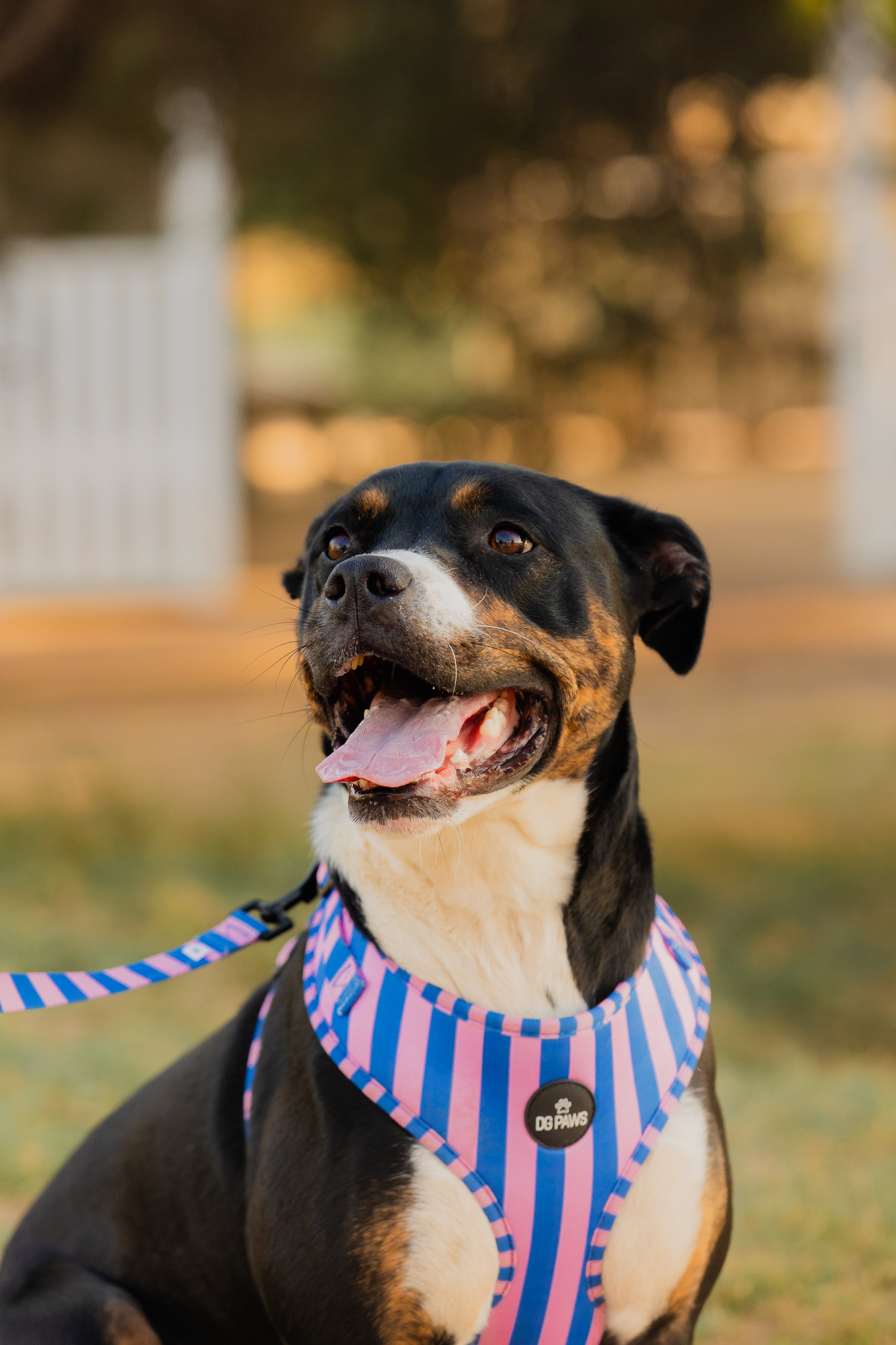 Candy Stripe Adjustable Dog Harness