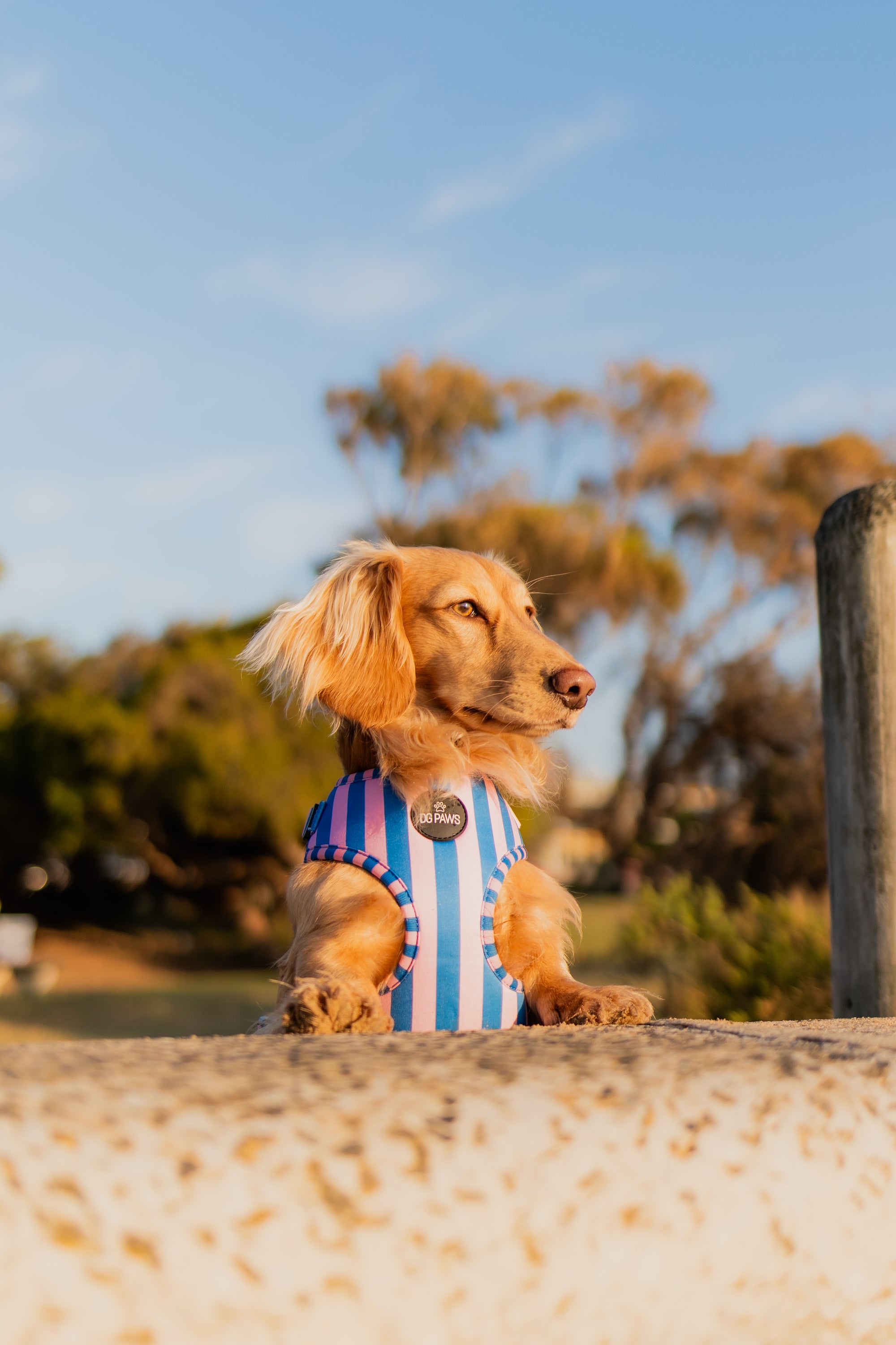 Candy Stripe Adjustable Dog Harness