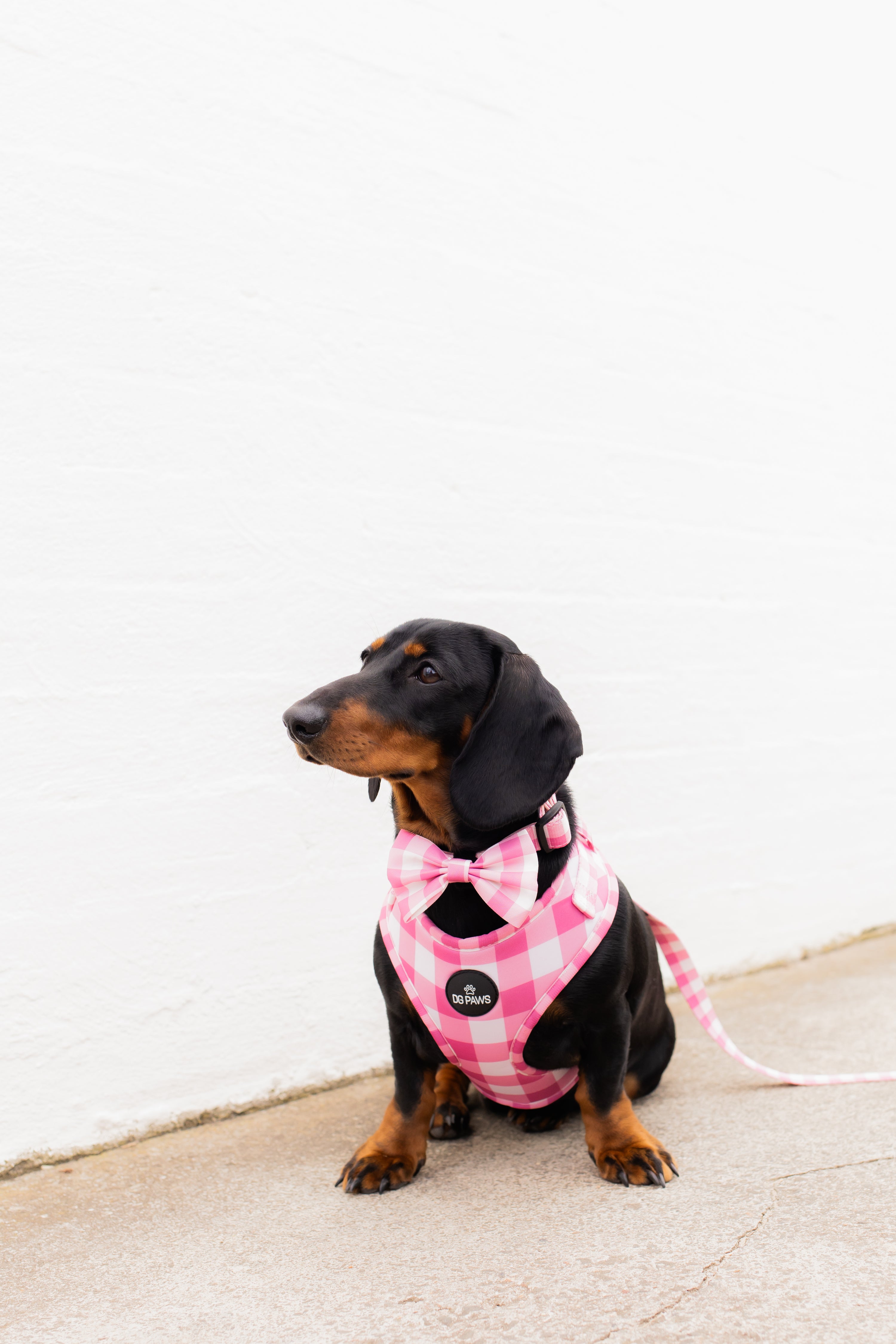 Bubblegum Harness