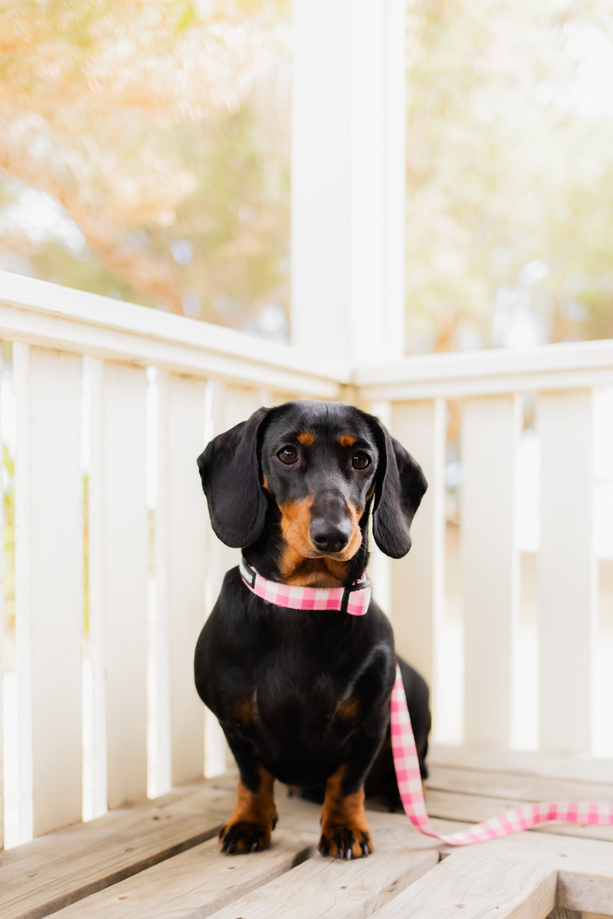 Bubblegum Dog Collar