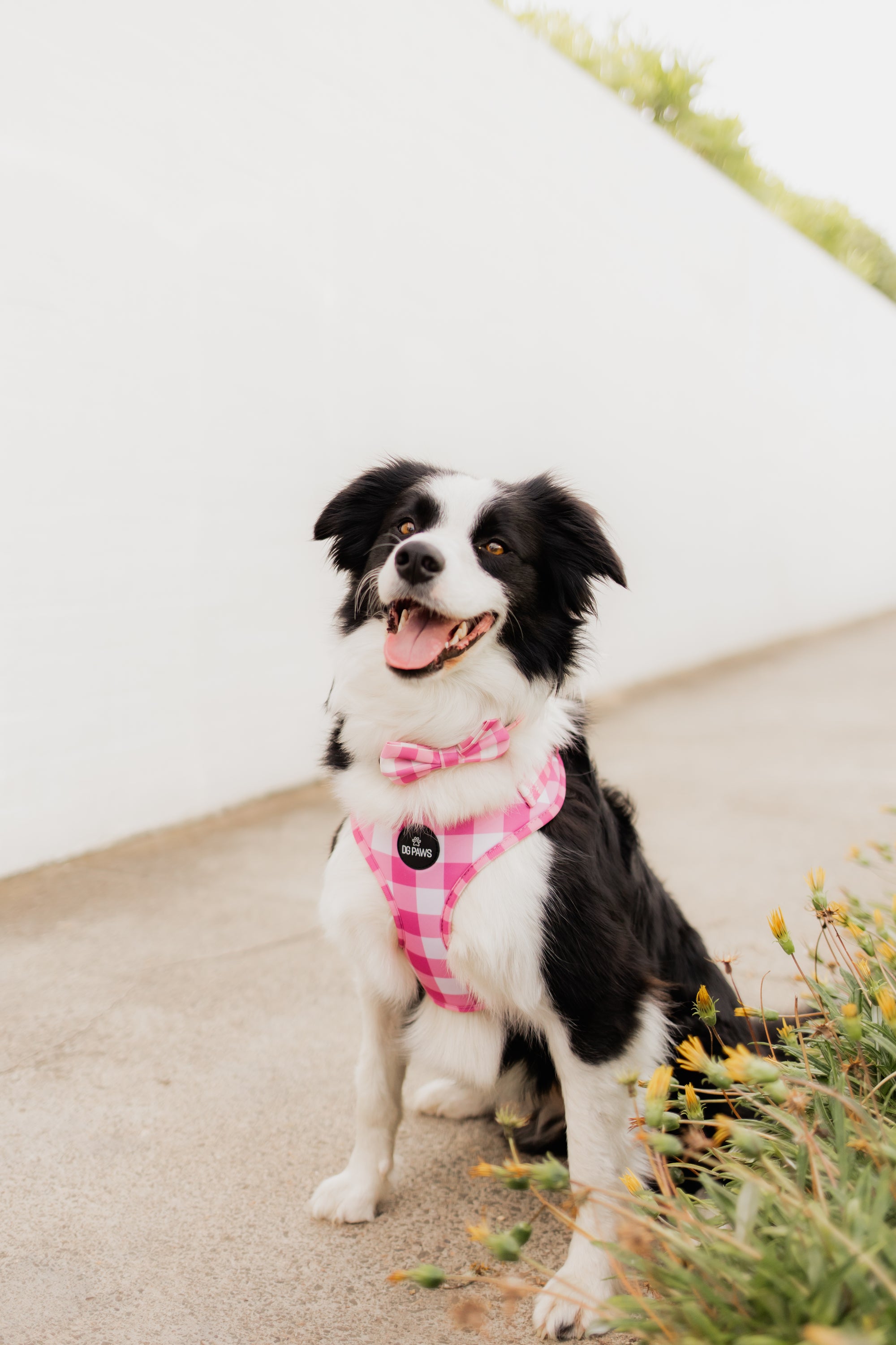 Bubblegum Harness