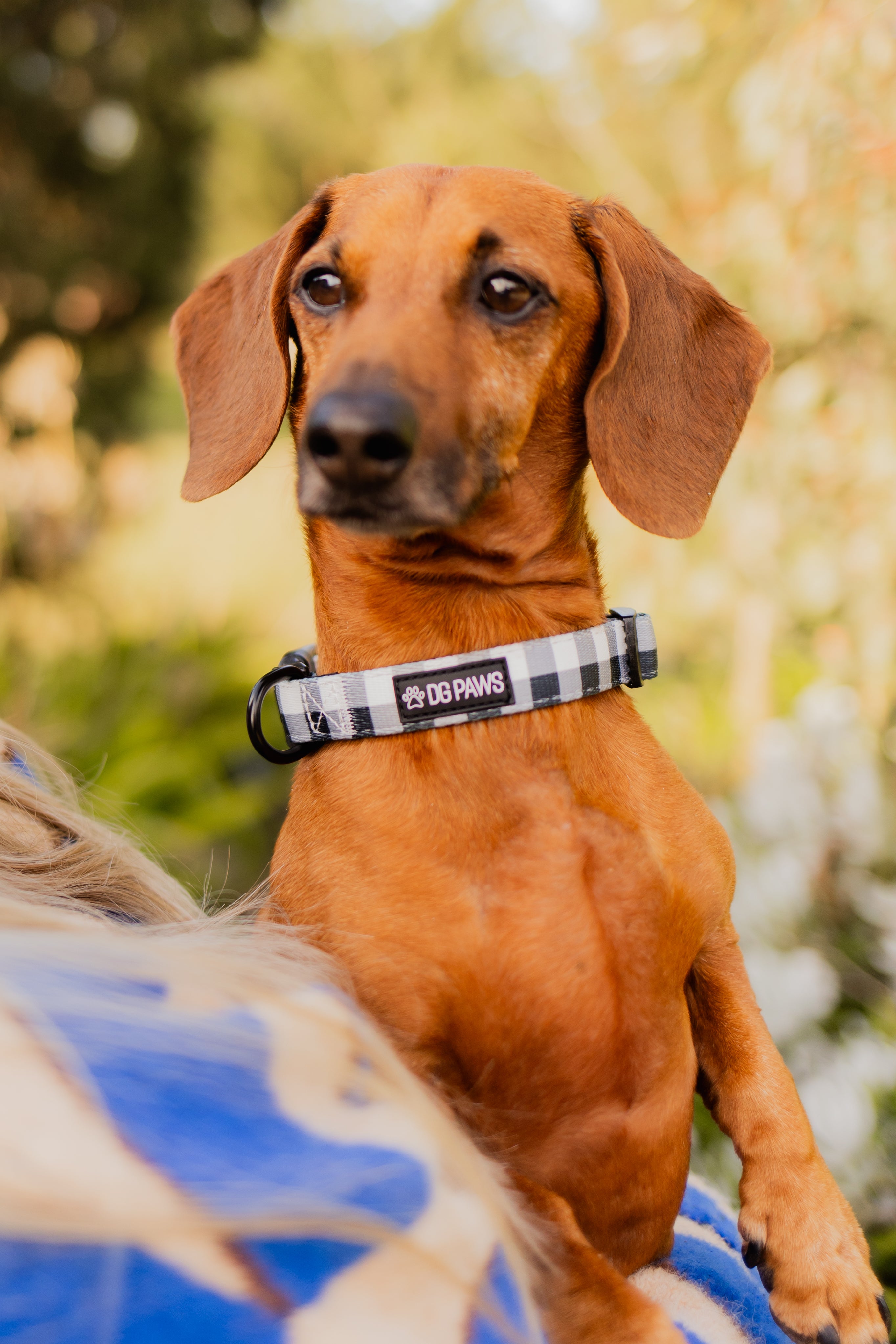 Black & White Gingham Dog Collar