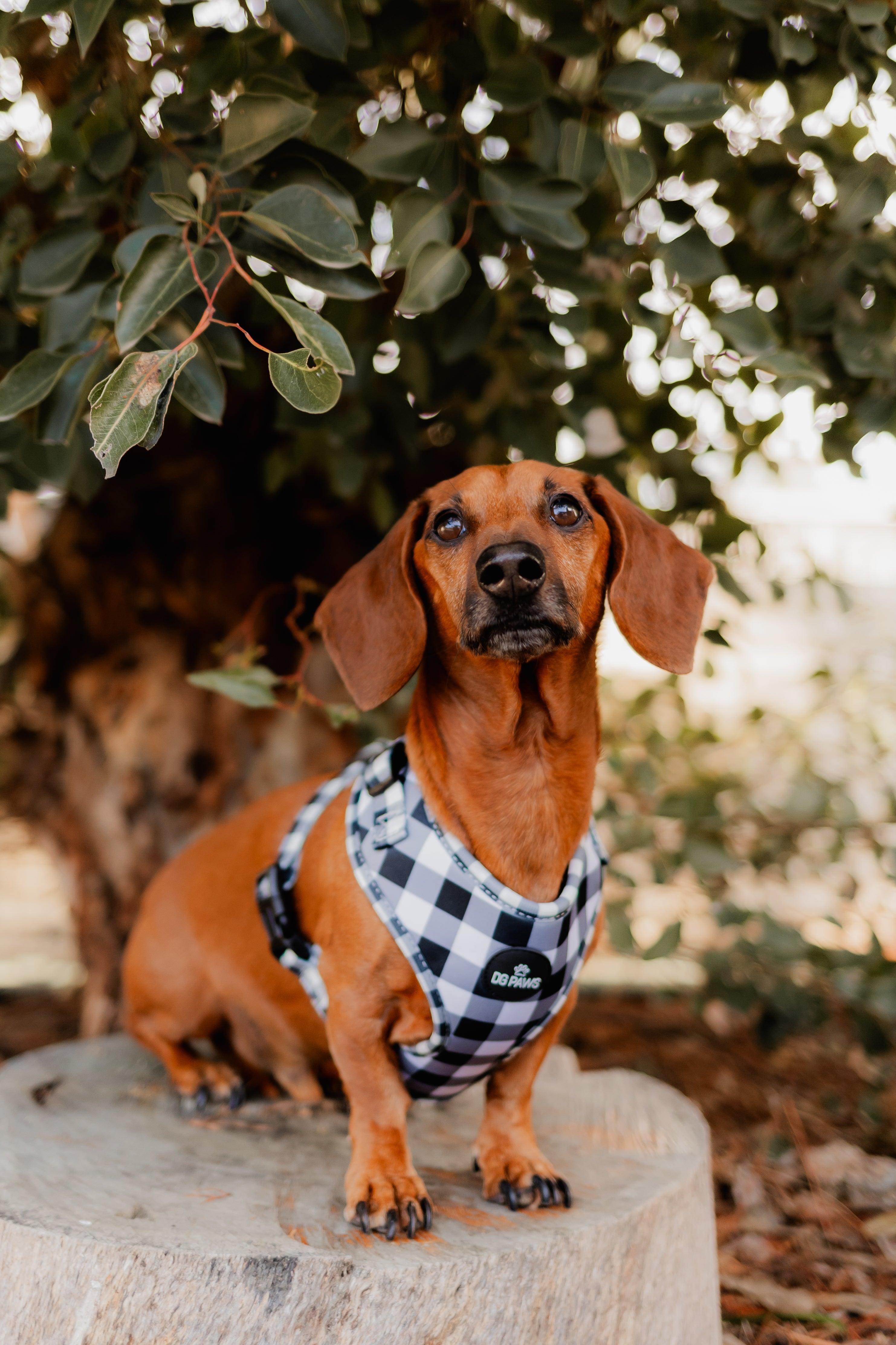 Black and White Harness