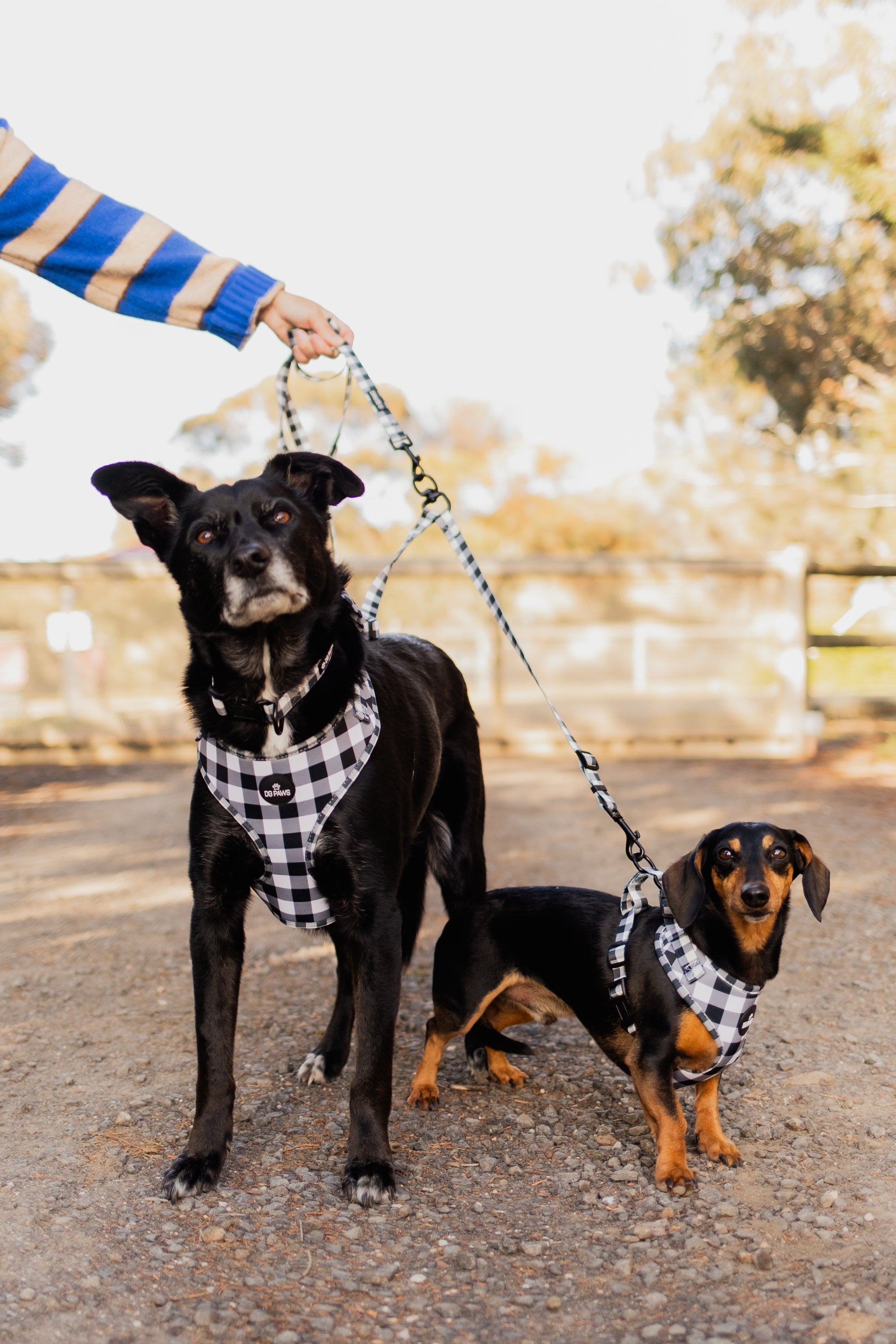 Black & White Gingham Two Dog Walking Bundle