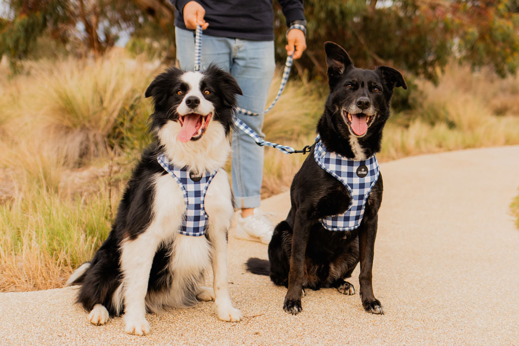 Bubblegum Two Dog Walking Bundle
