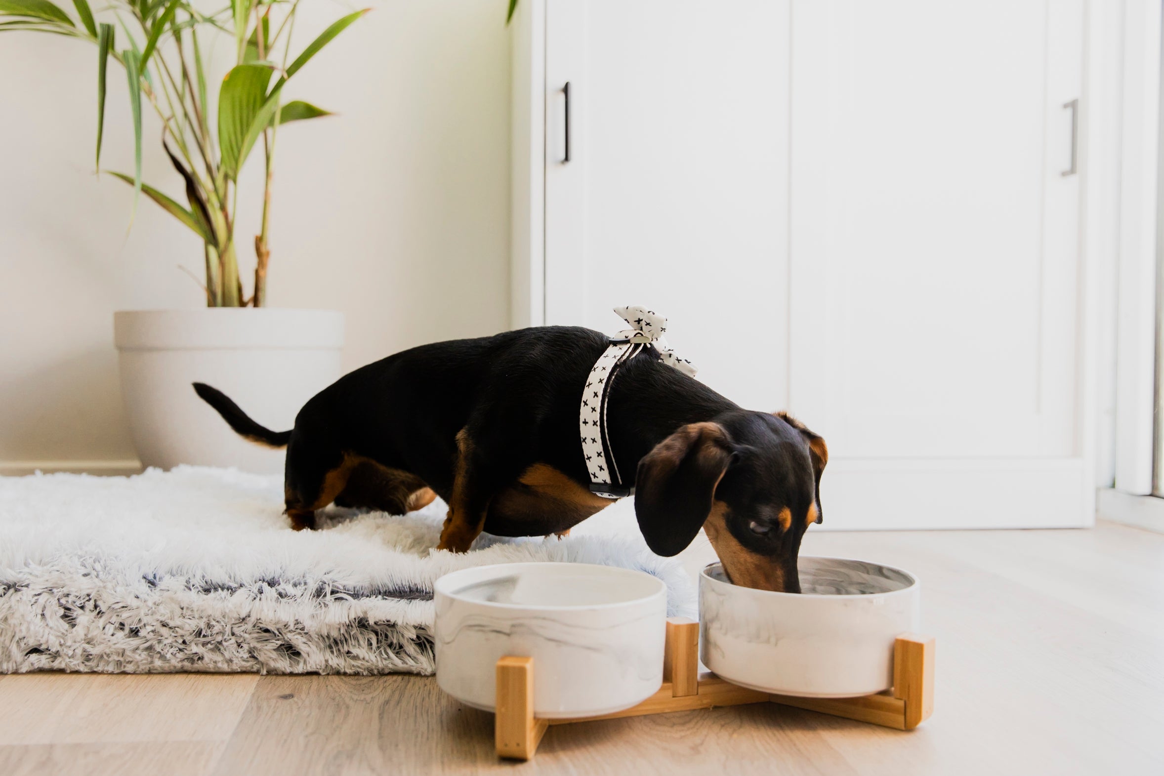 Personalised Double Ceramic Dog Bowl with Wooden Support