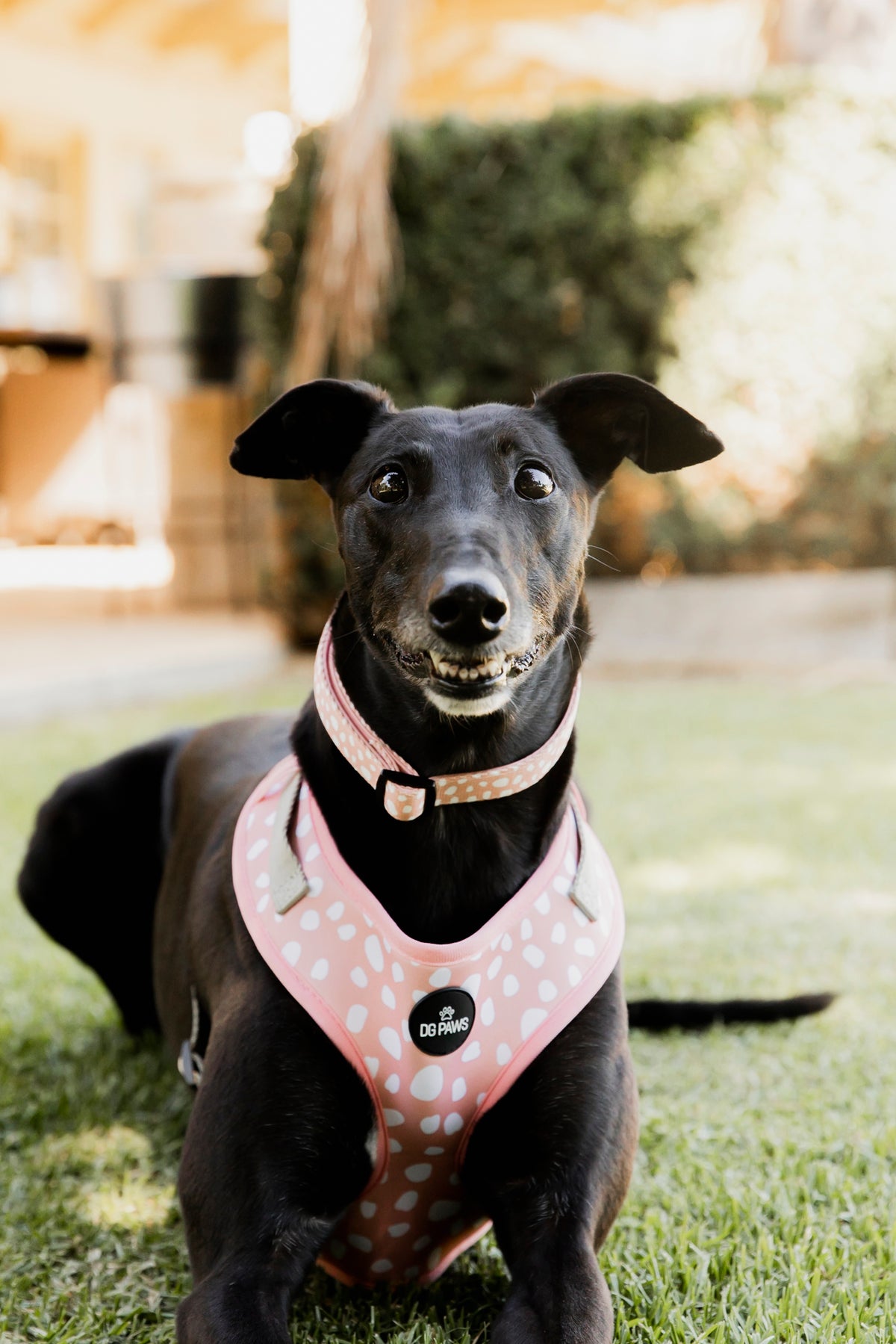 Chelsea Dog Collar