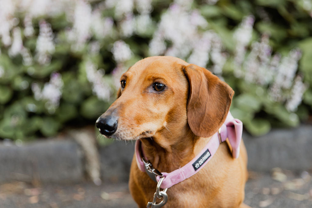 Pink Velvet Dog Collar