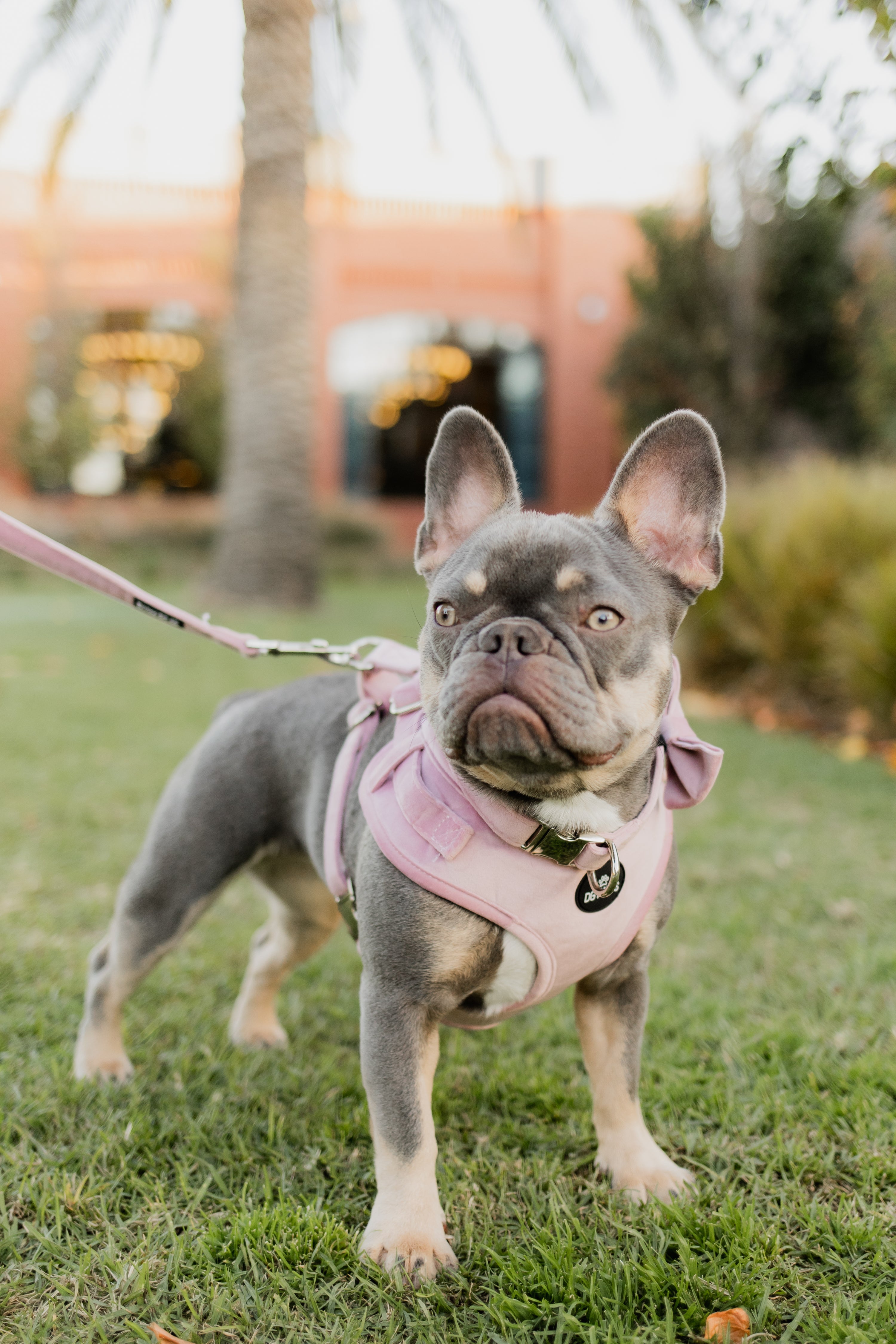 Pink Velvet Dog Harness