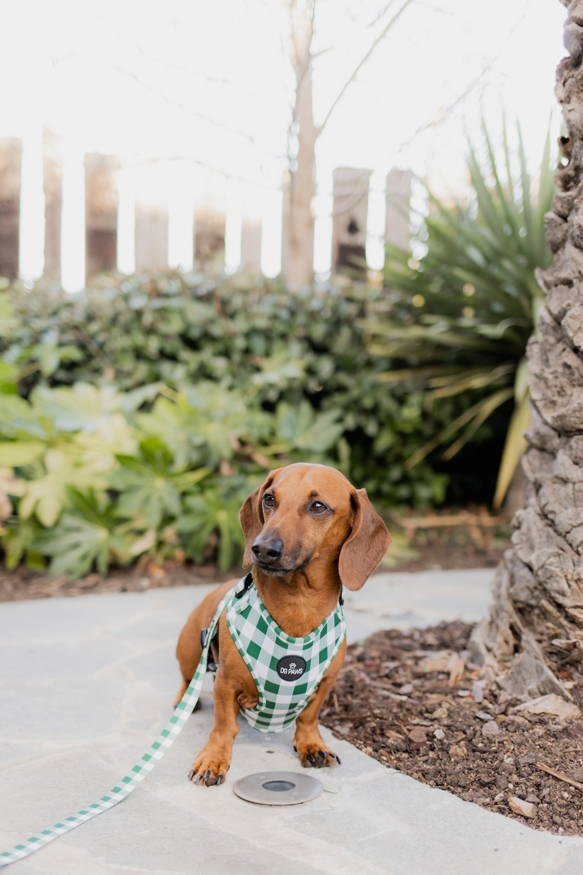 Hunter Dog Lead