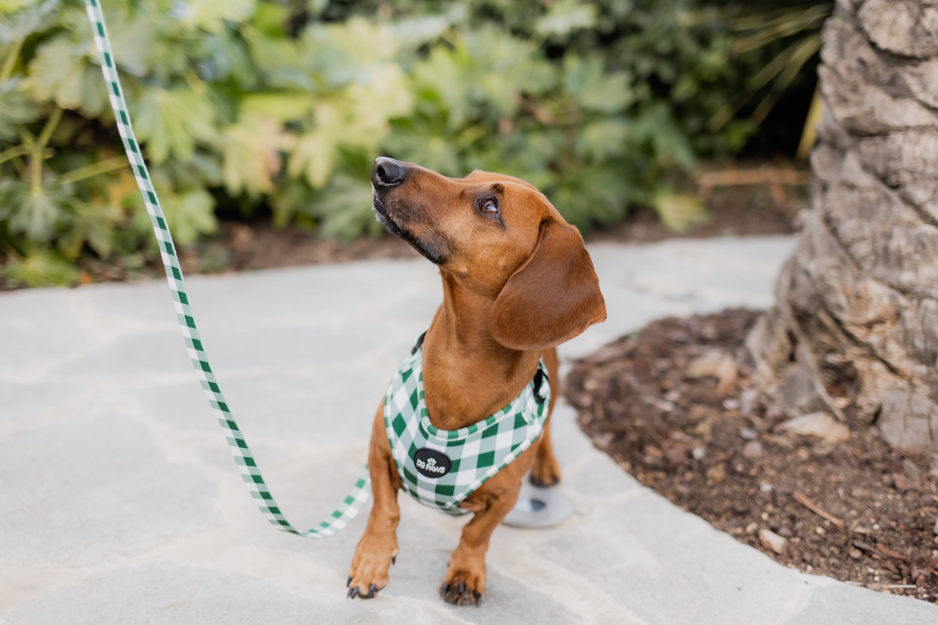 Hunter Dog Harness