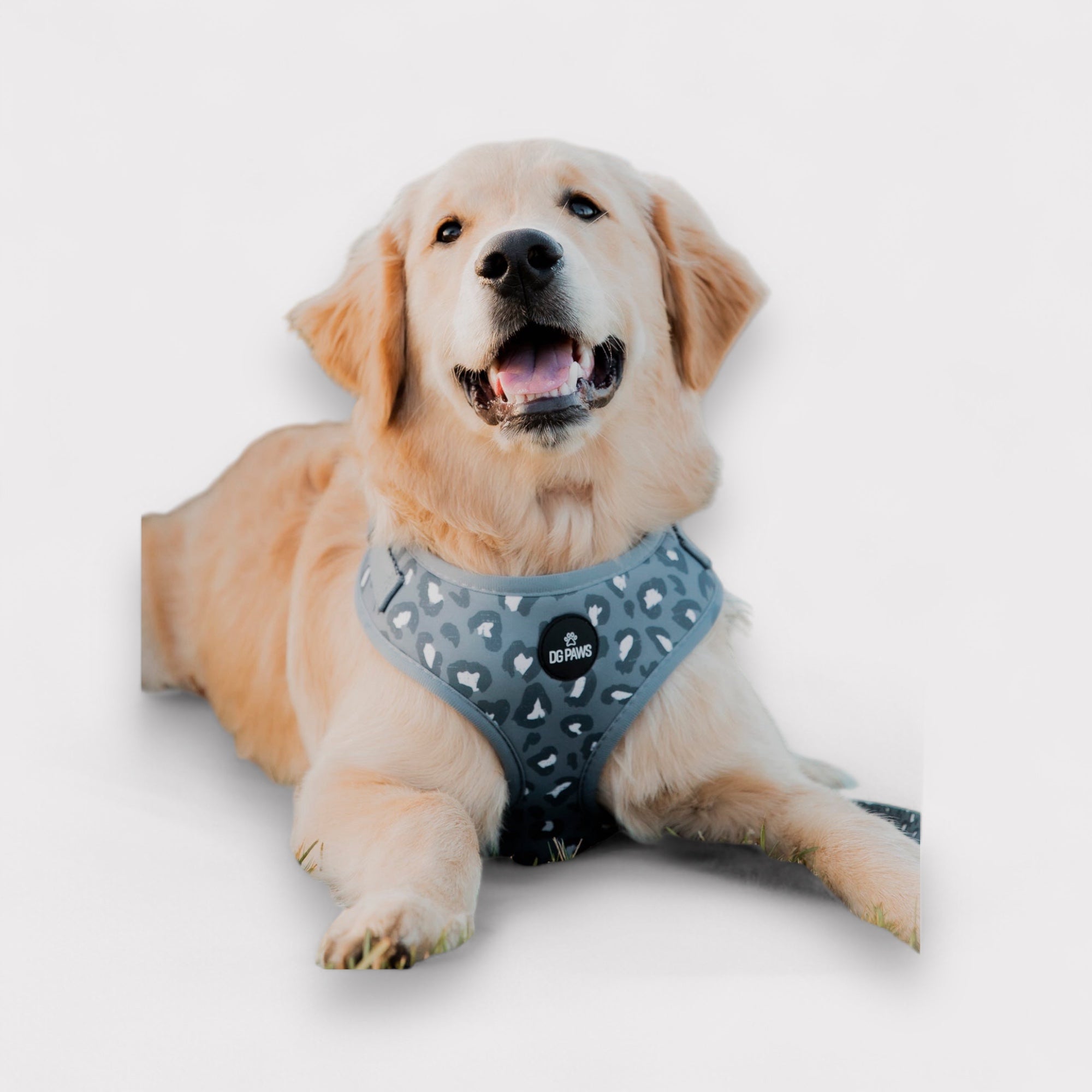 Flynn Dog Harness