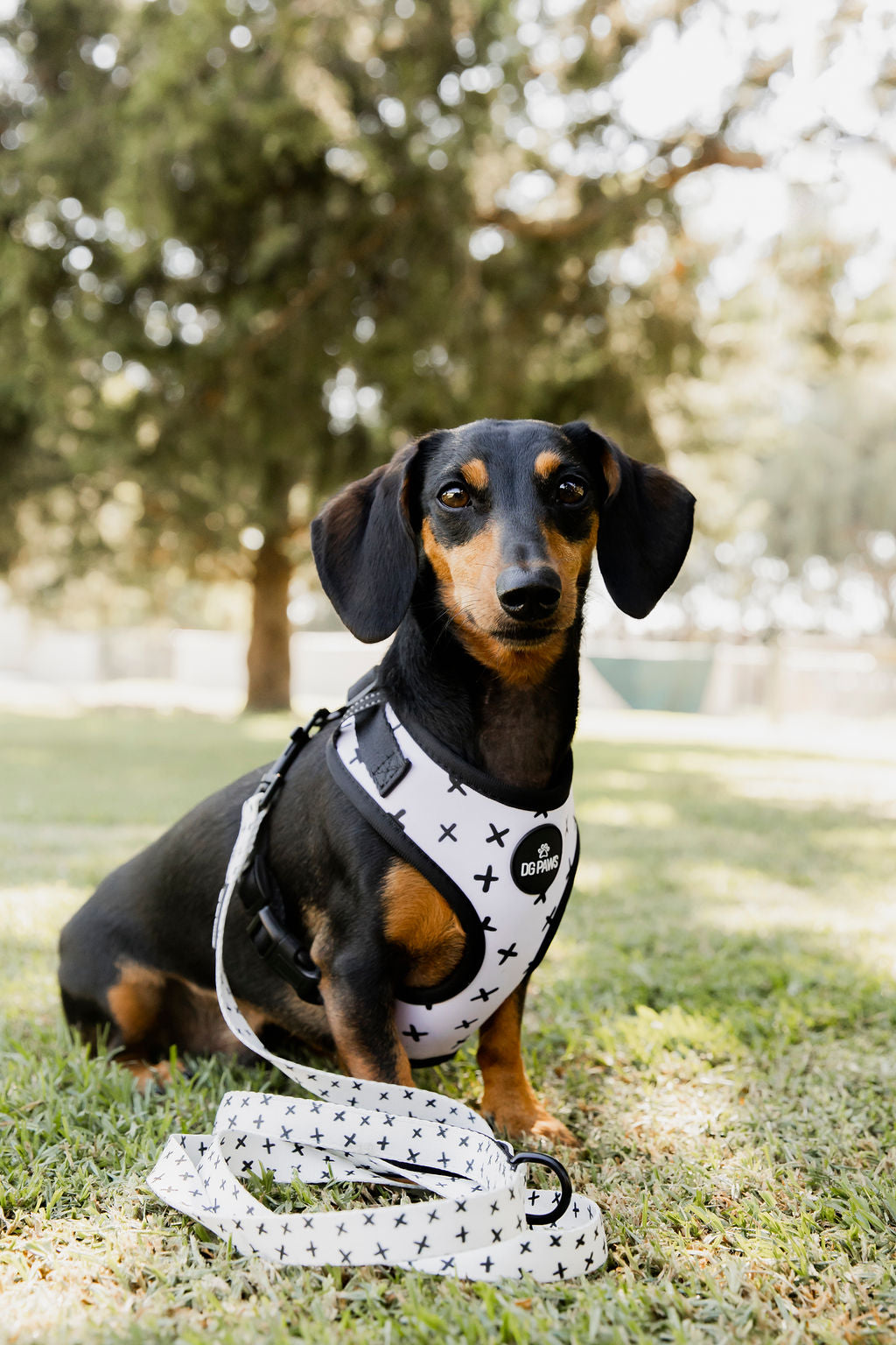 Scooby Dog Harness