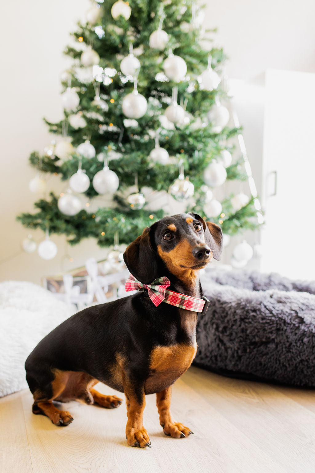 Red Green Tartan Dog Collar – DG PAWS - Main Image