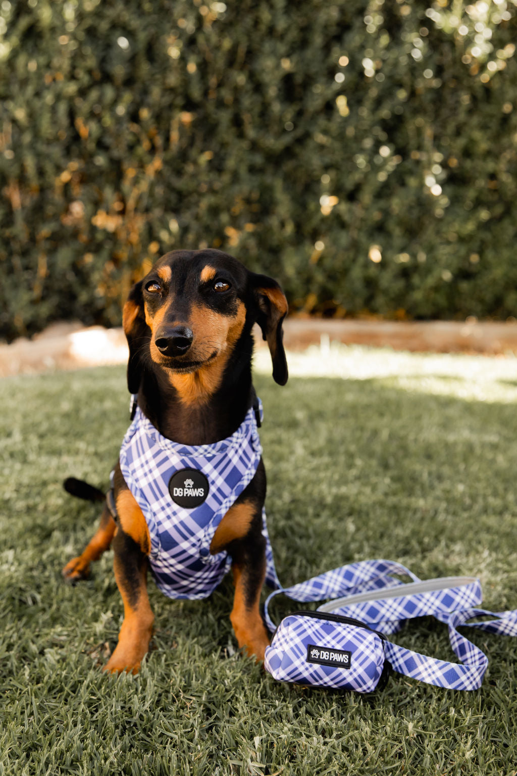 Violet Poop Bag Holder