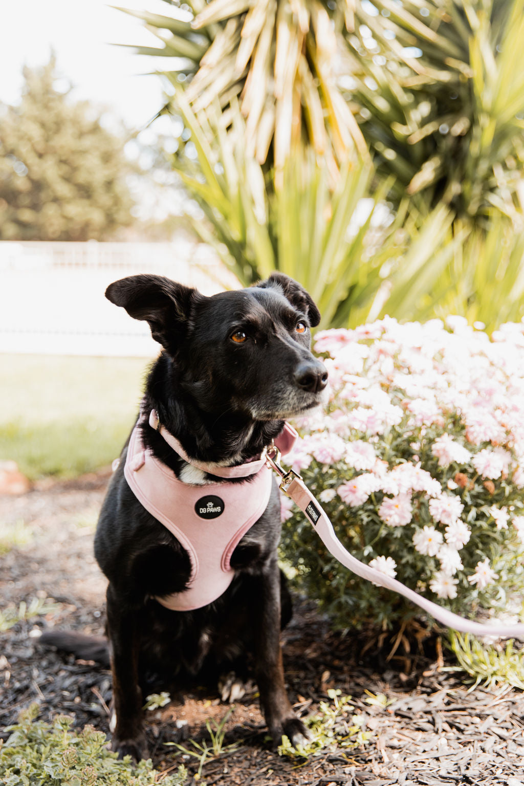Pink Velvet Dog Collar