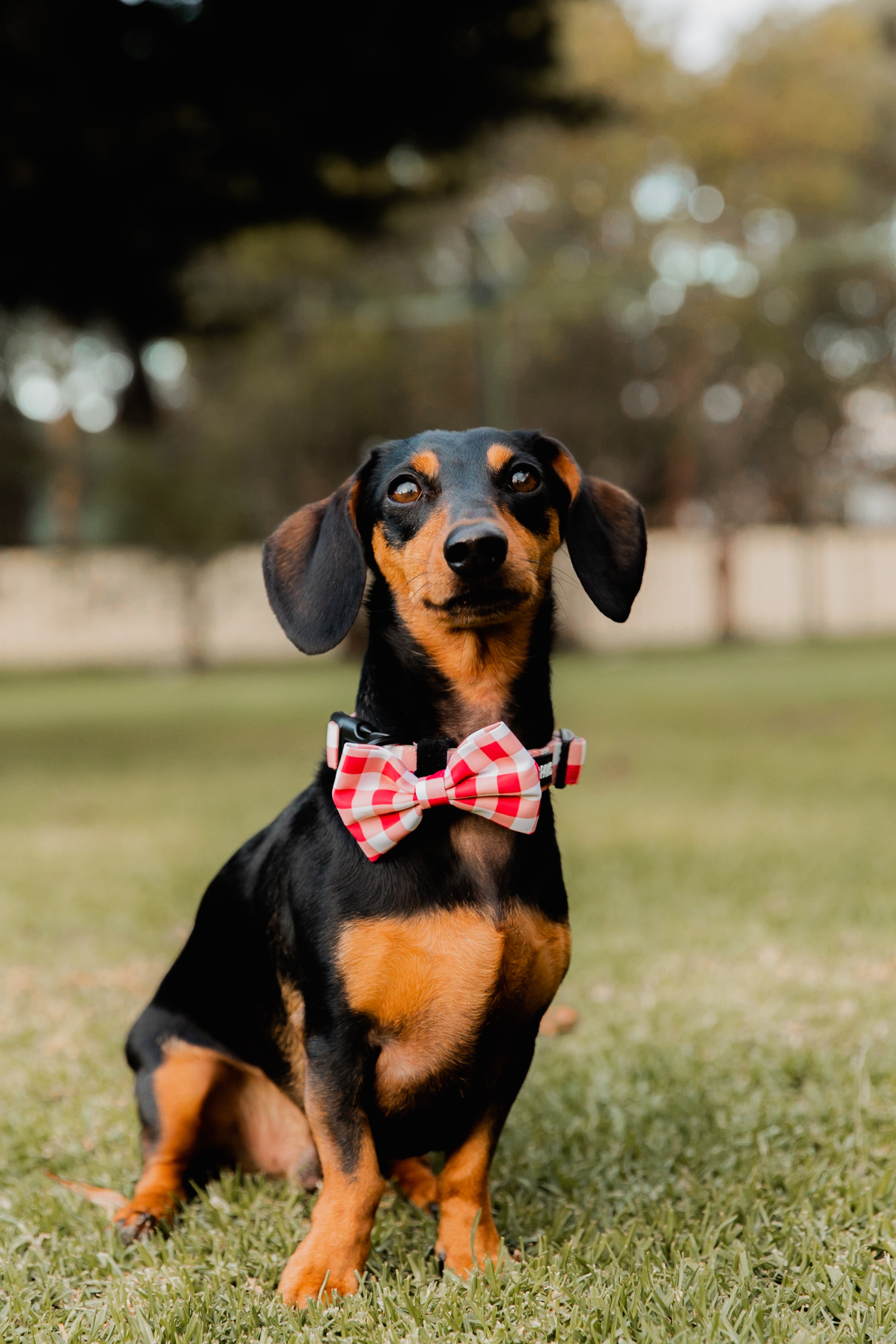 Luna Bow Tie