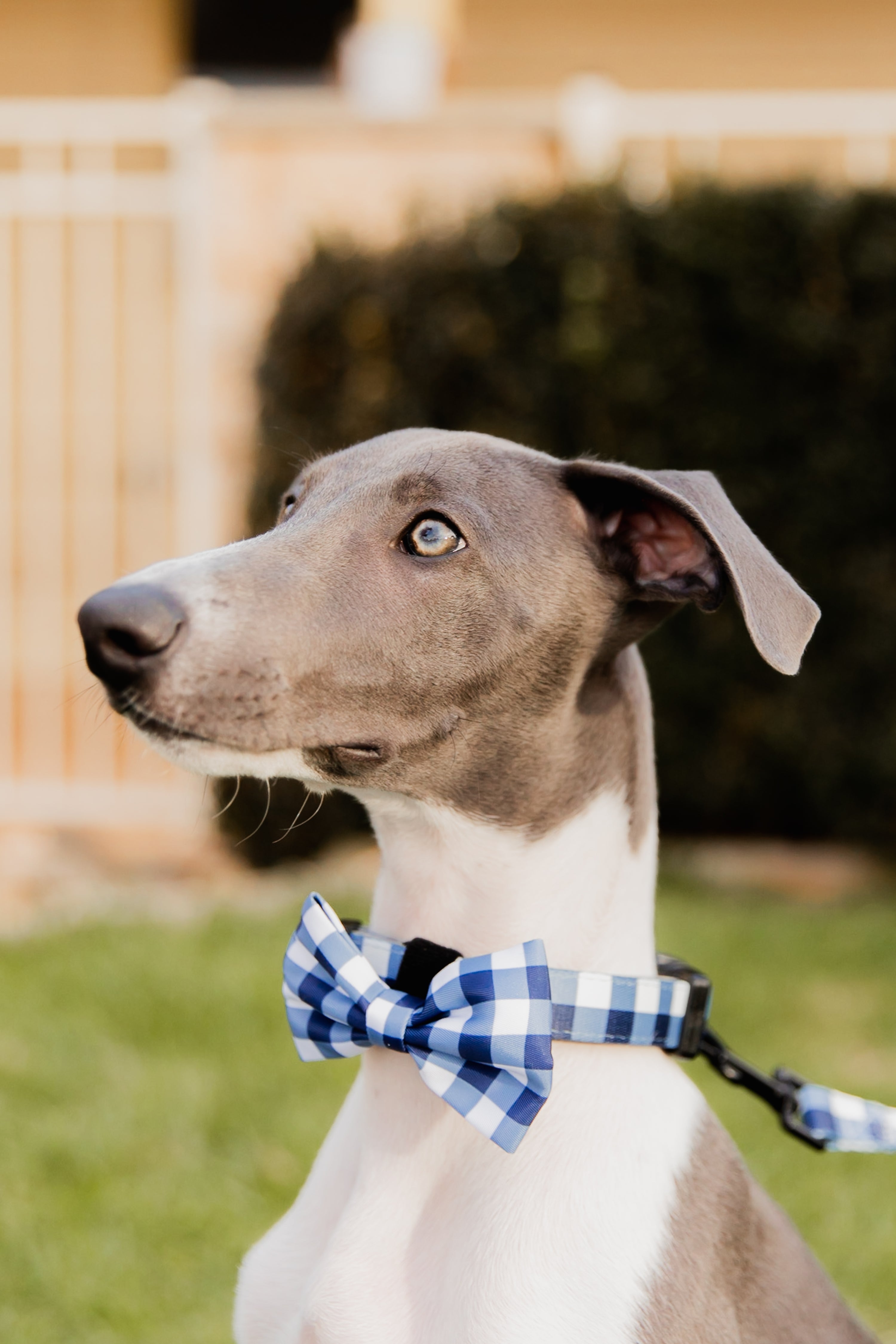 Captain Dog Collar