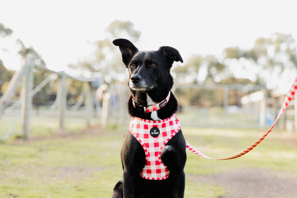 Luna Dog Harness