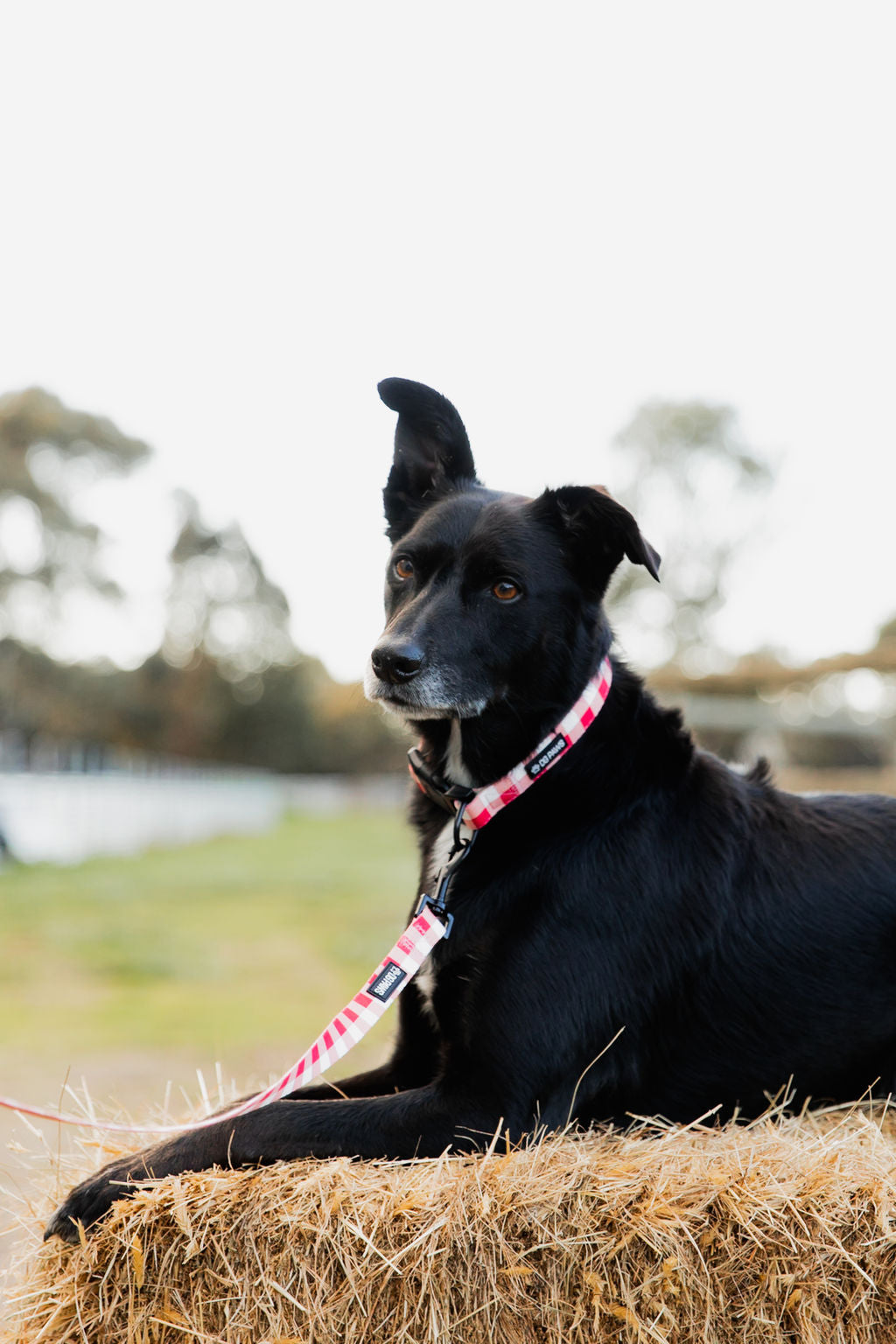 Luna Dog Lead