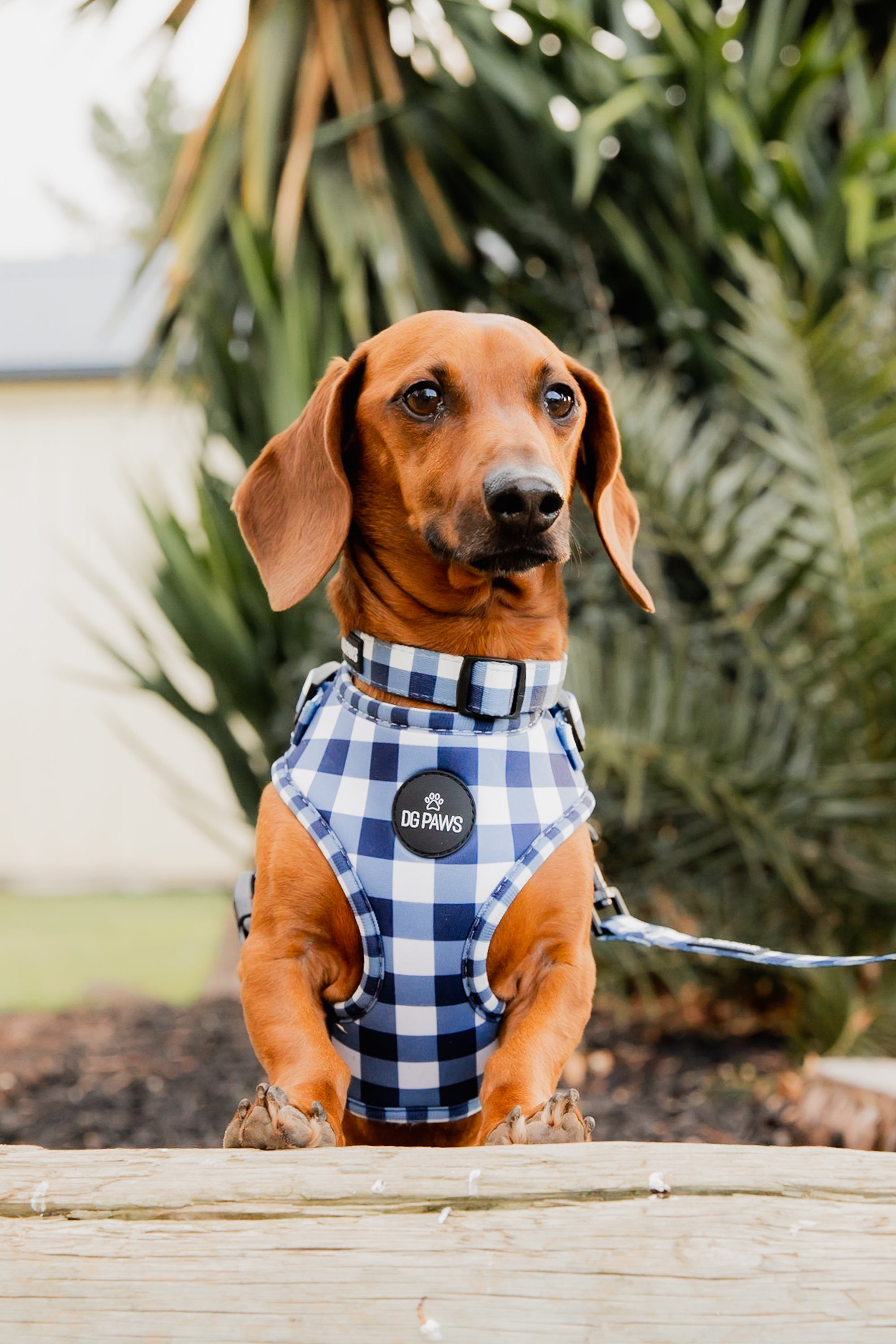 Captain Dog Harness