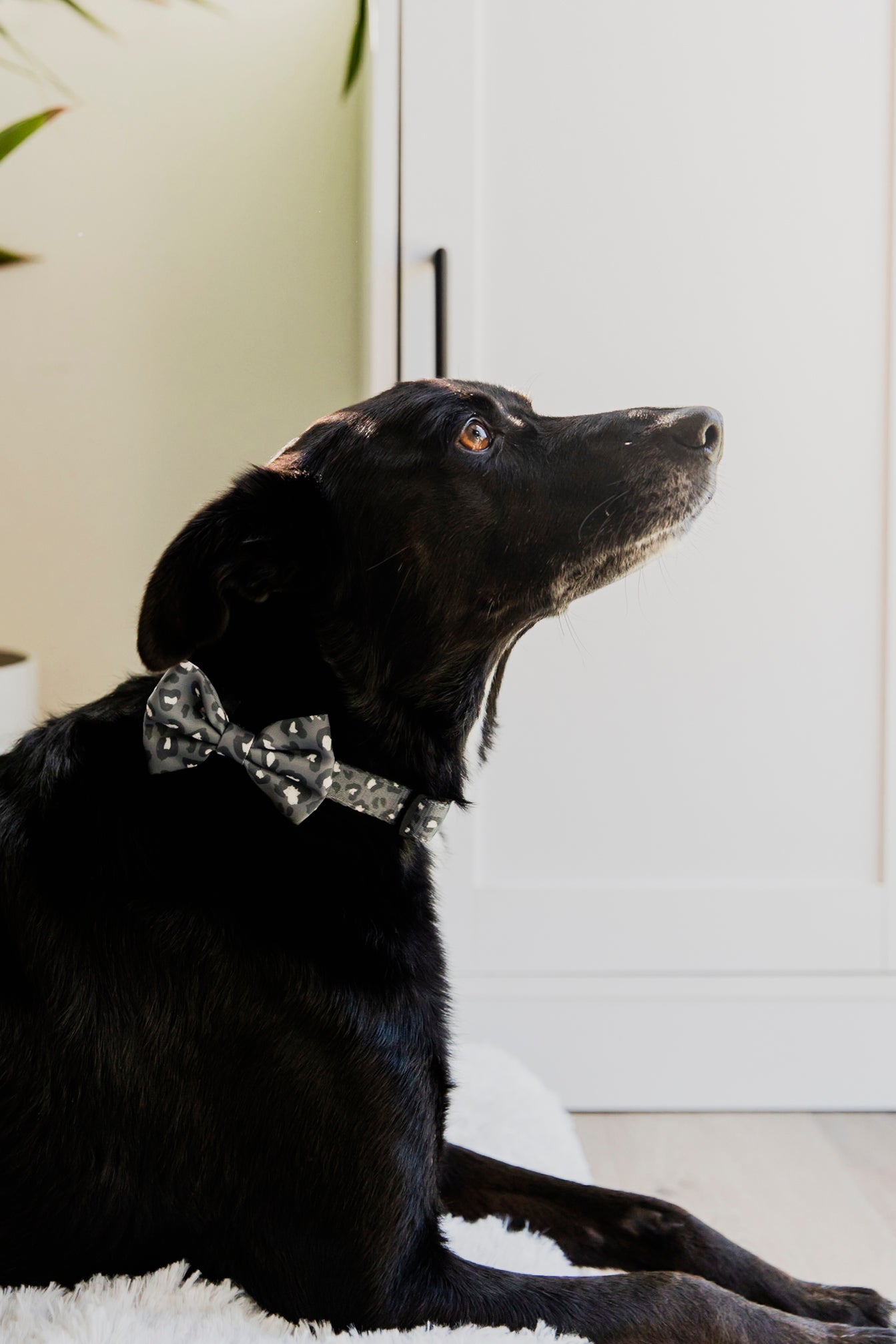 Flynn Bow Tie