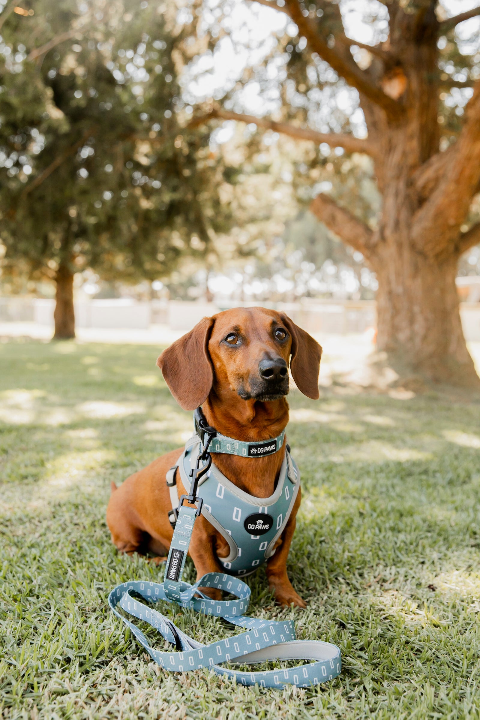 Hugo Dog Harness