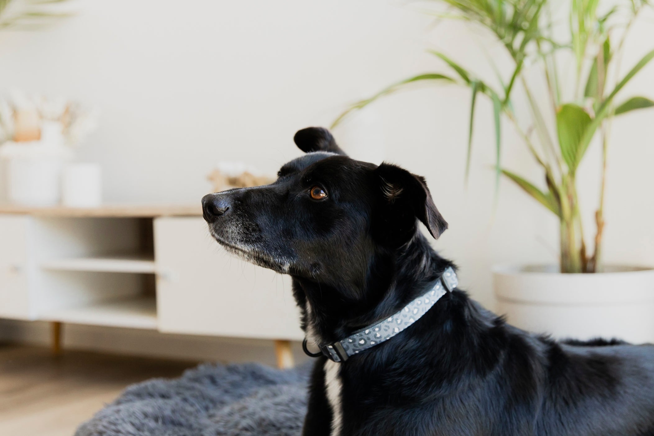 Flynn Dog Collar