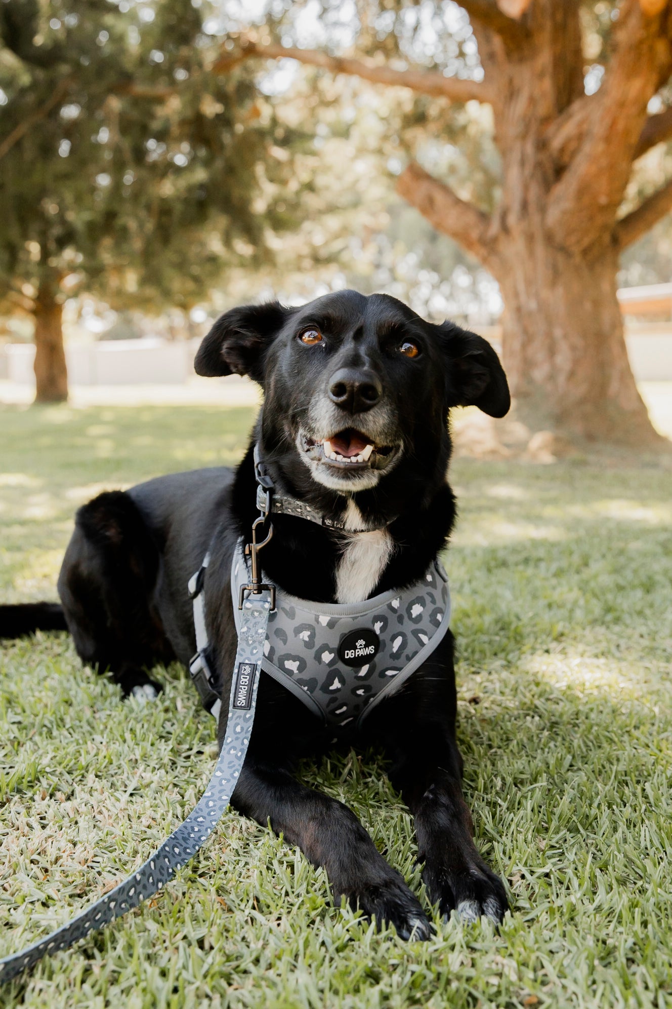 Flynn Dog Lead