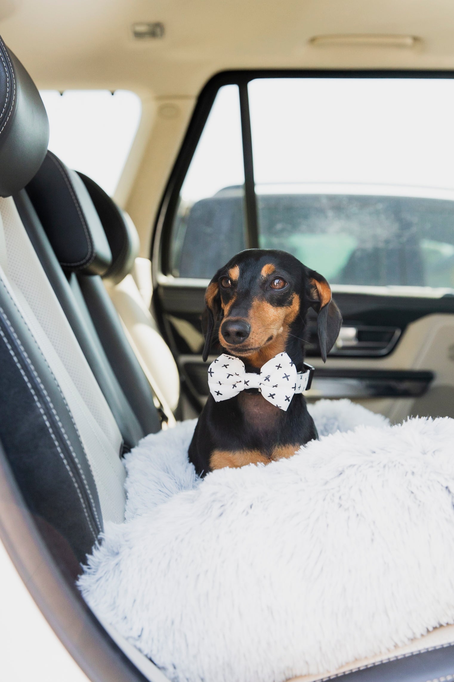 Scooby Bow Tie